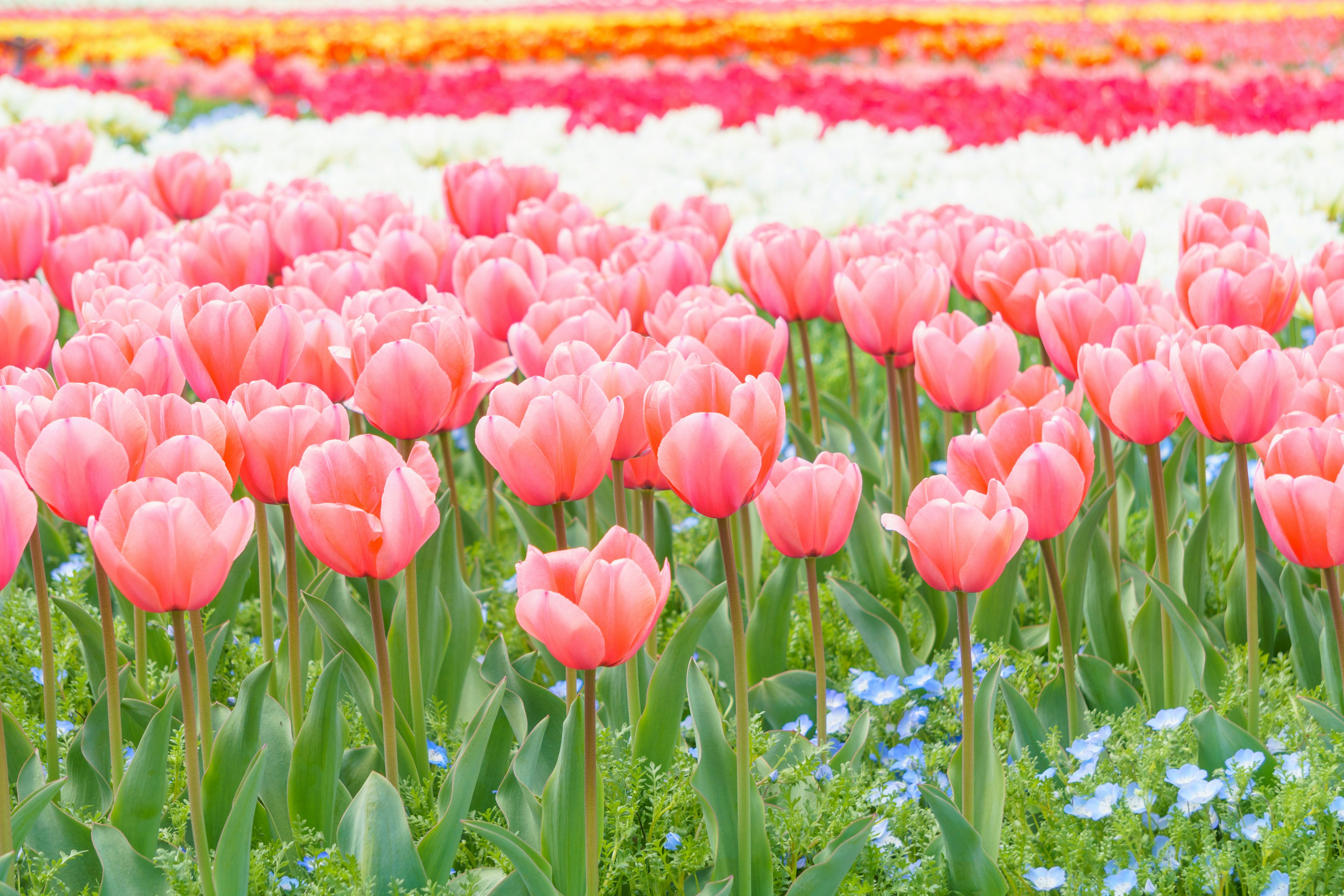 Champ de tulipes colorées avec des tulipes roses en fleurs