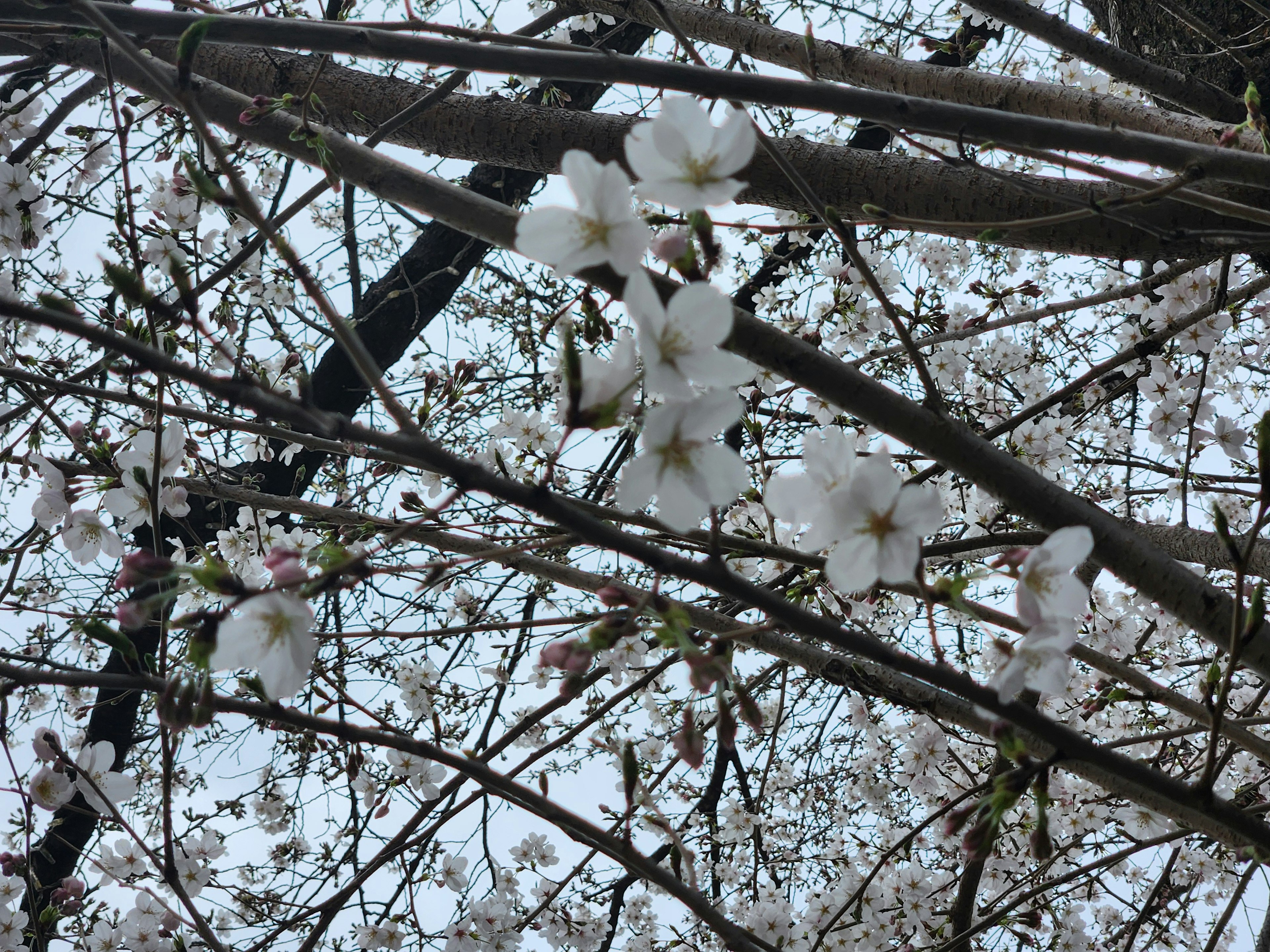 桜の花が咲いている木の枝の写真