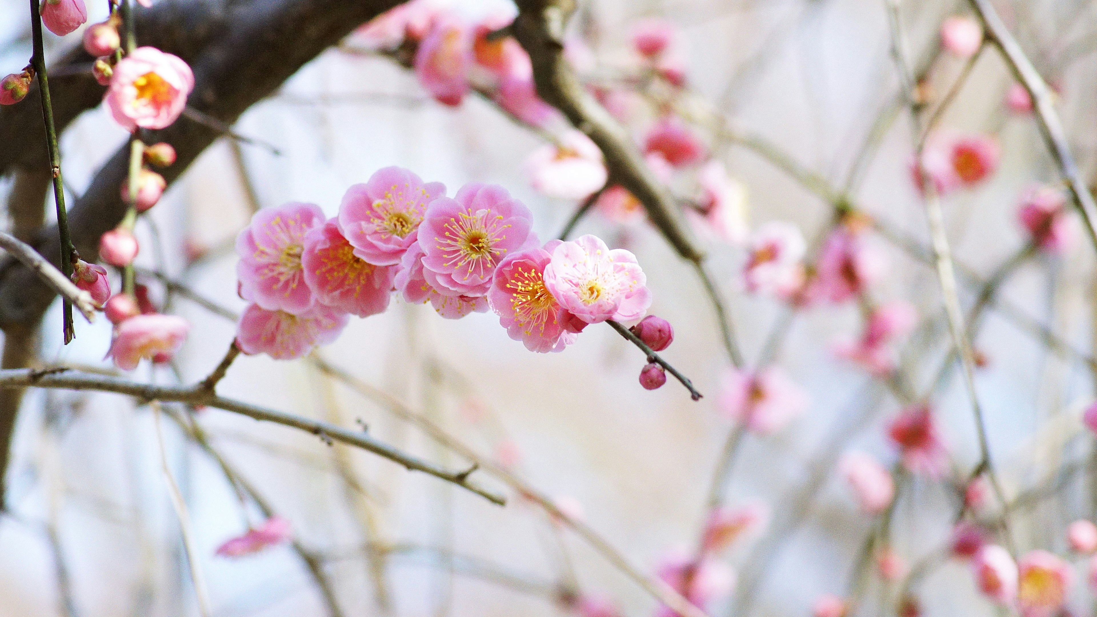 Rami di un albero di prugne adornati da delicati fiori rosa