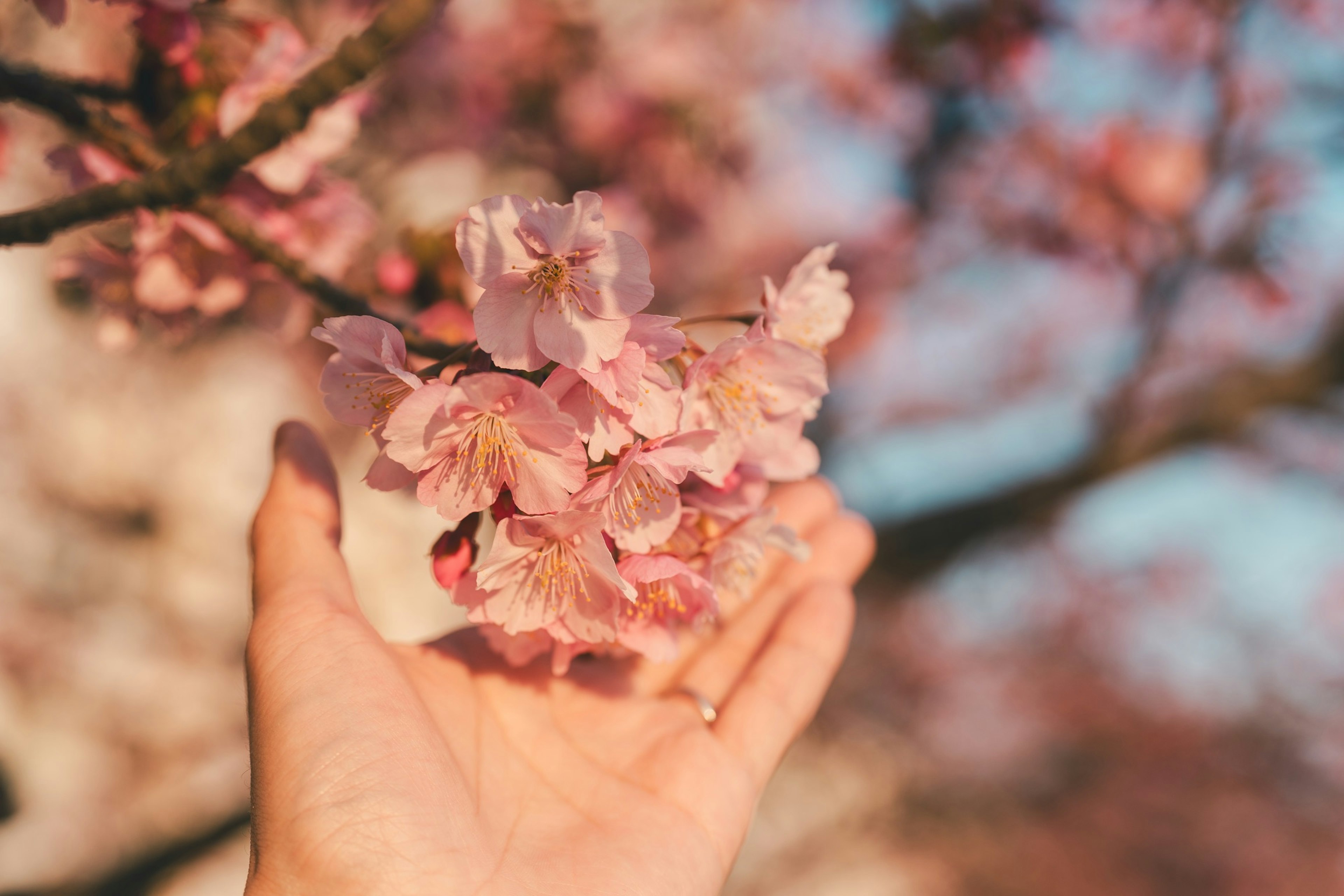 Una mano sosteniendo flores de cerezo en la luz de primavera