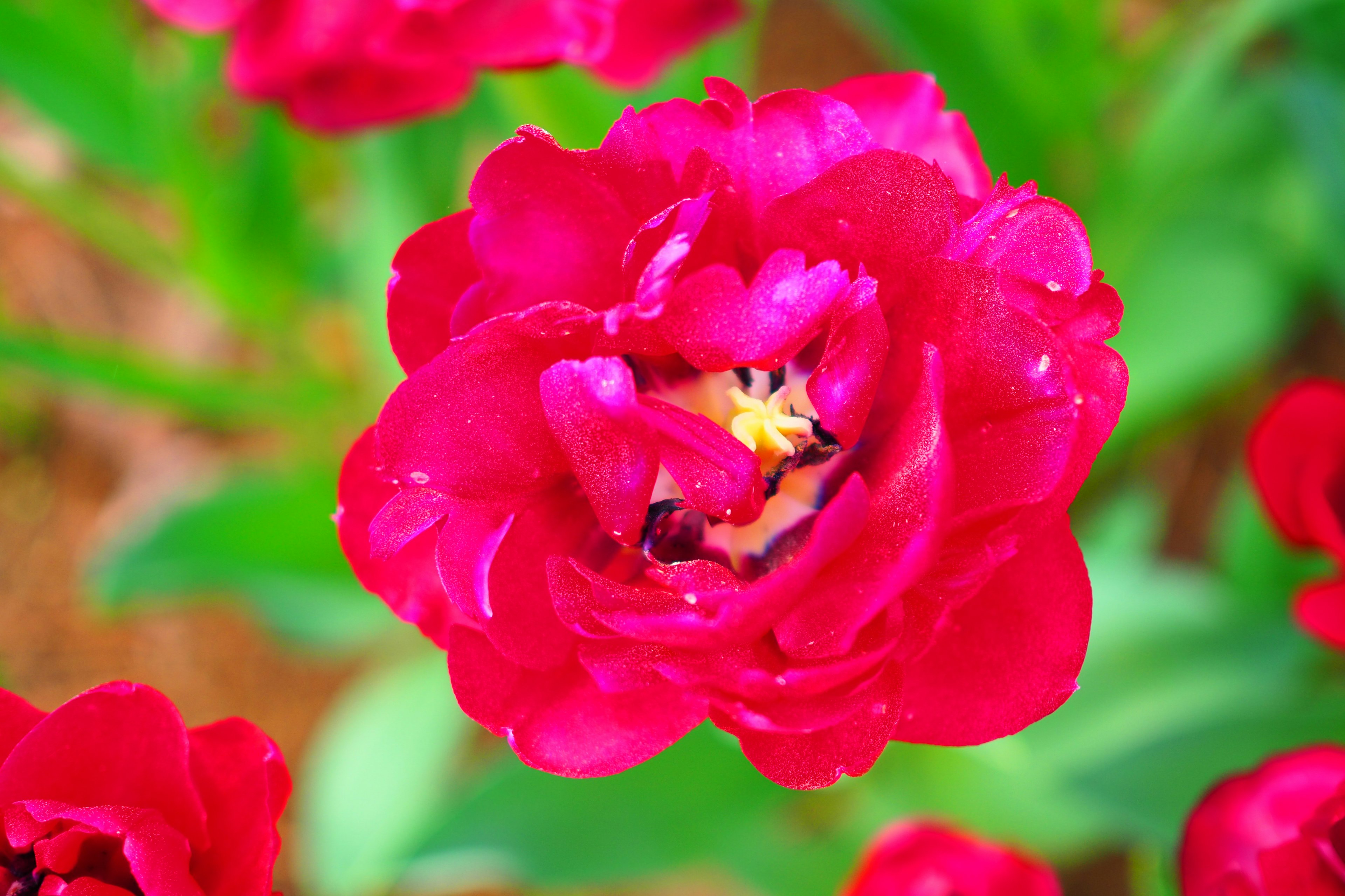 Leuchtende rote Tulpenblüte, die mit Regentropfen glitzert