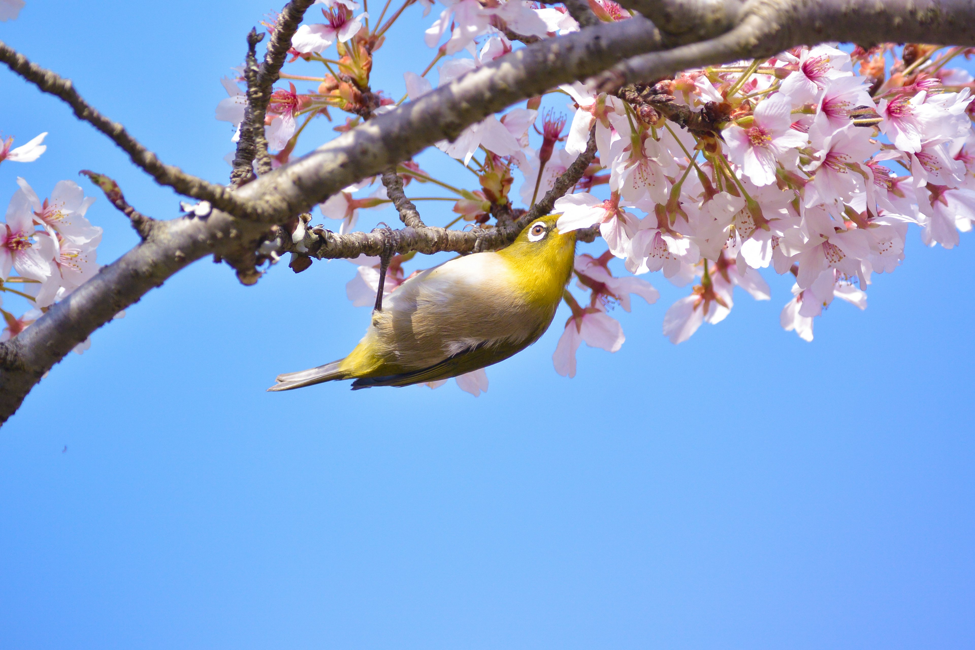 一隻日本白眼鳥栖息在櫻花樹枝上，背景是藍天