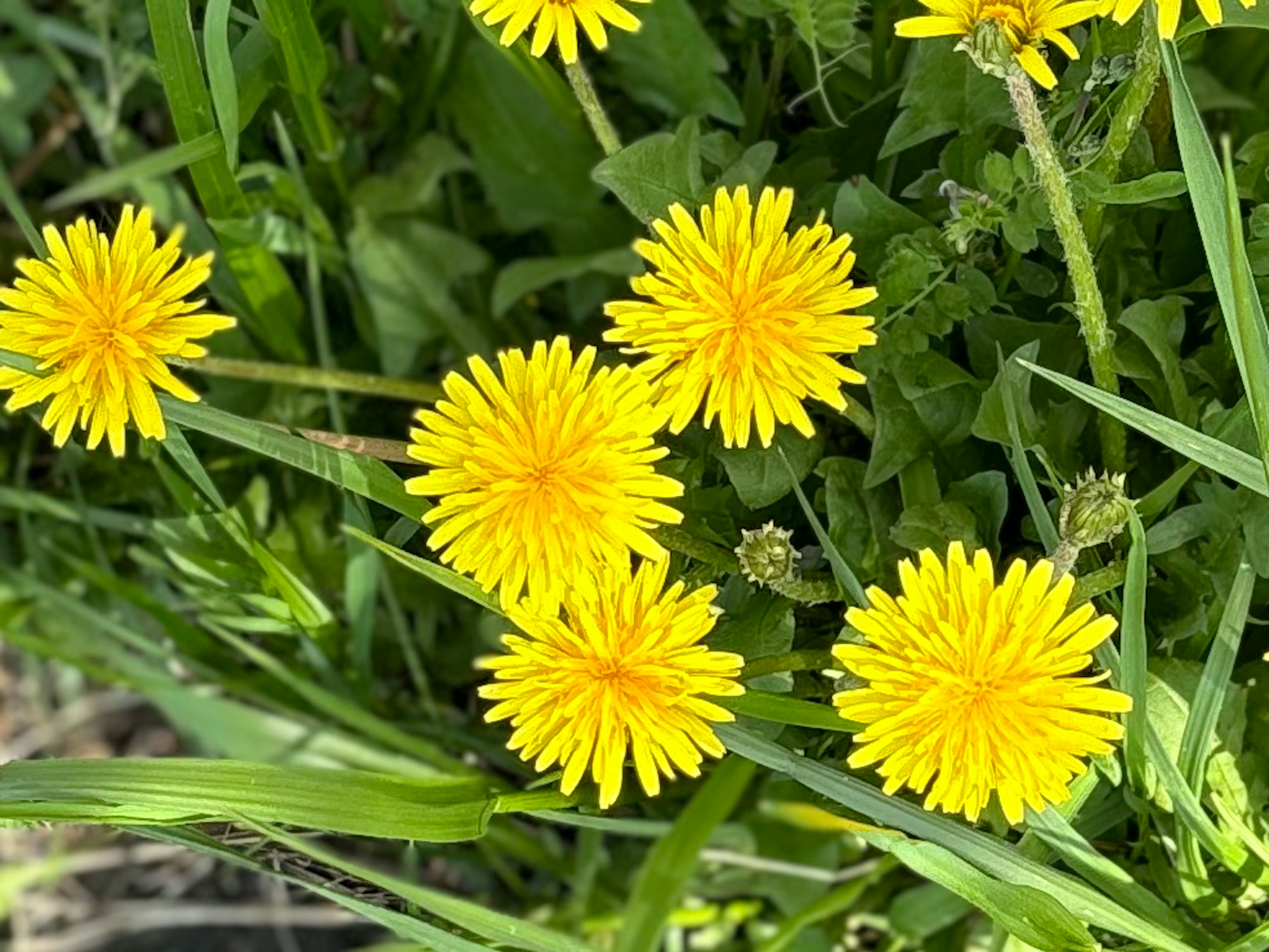 黄色いタンポポの花が緑の草の中に咲いている様子