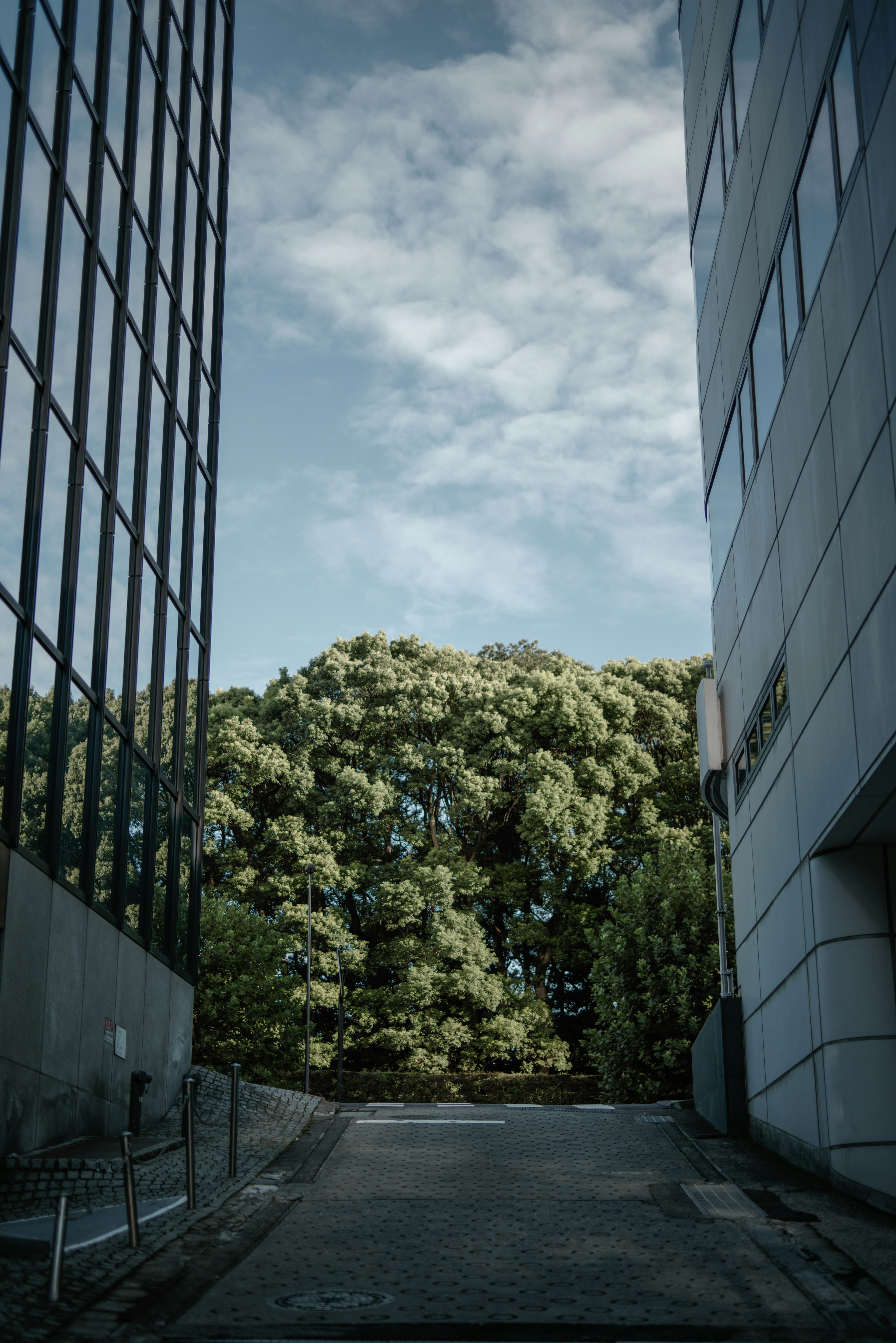 View of lush green trees between modern buildings under a cloudy sky