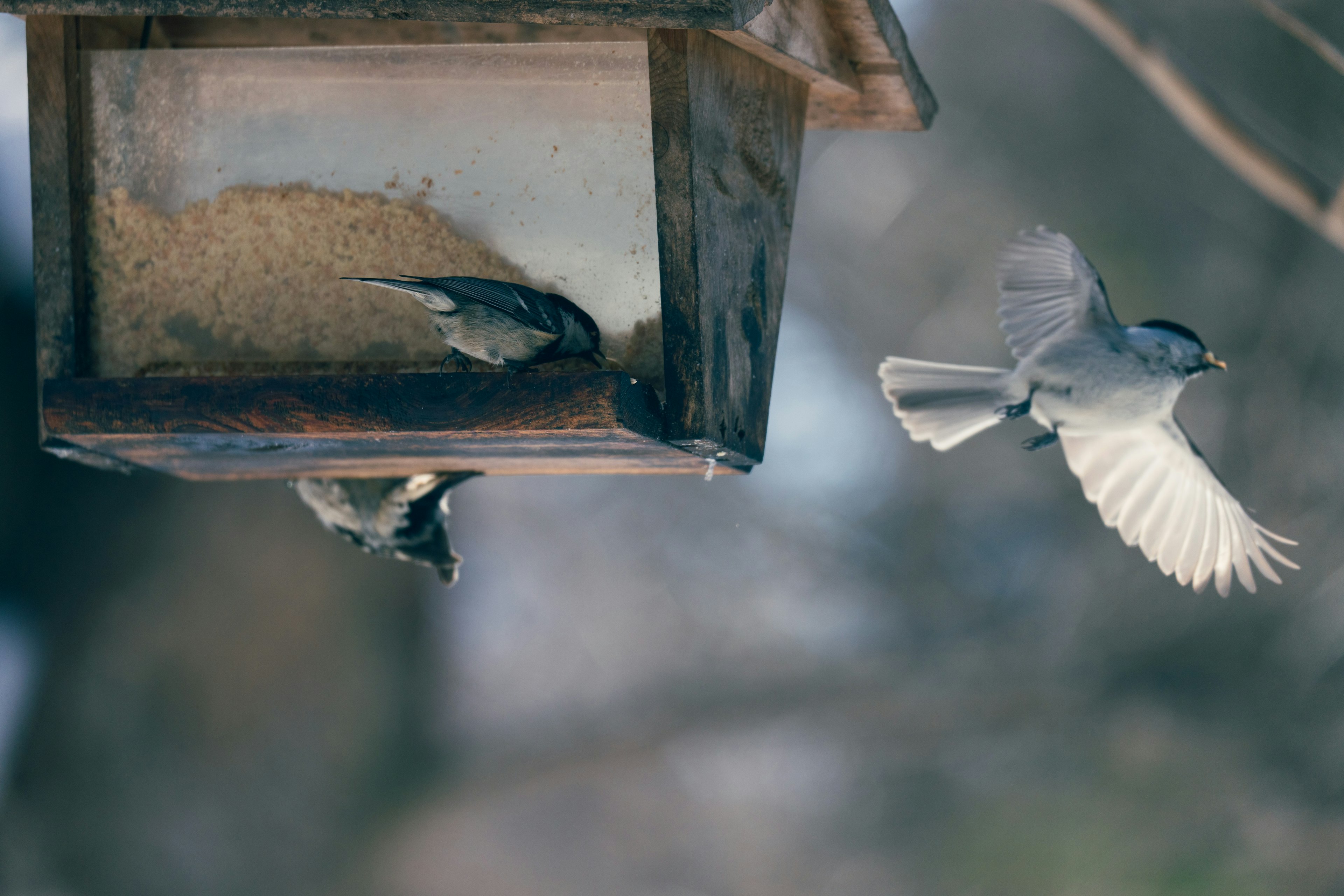 Birds at a feeder one flying away in a winter setting