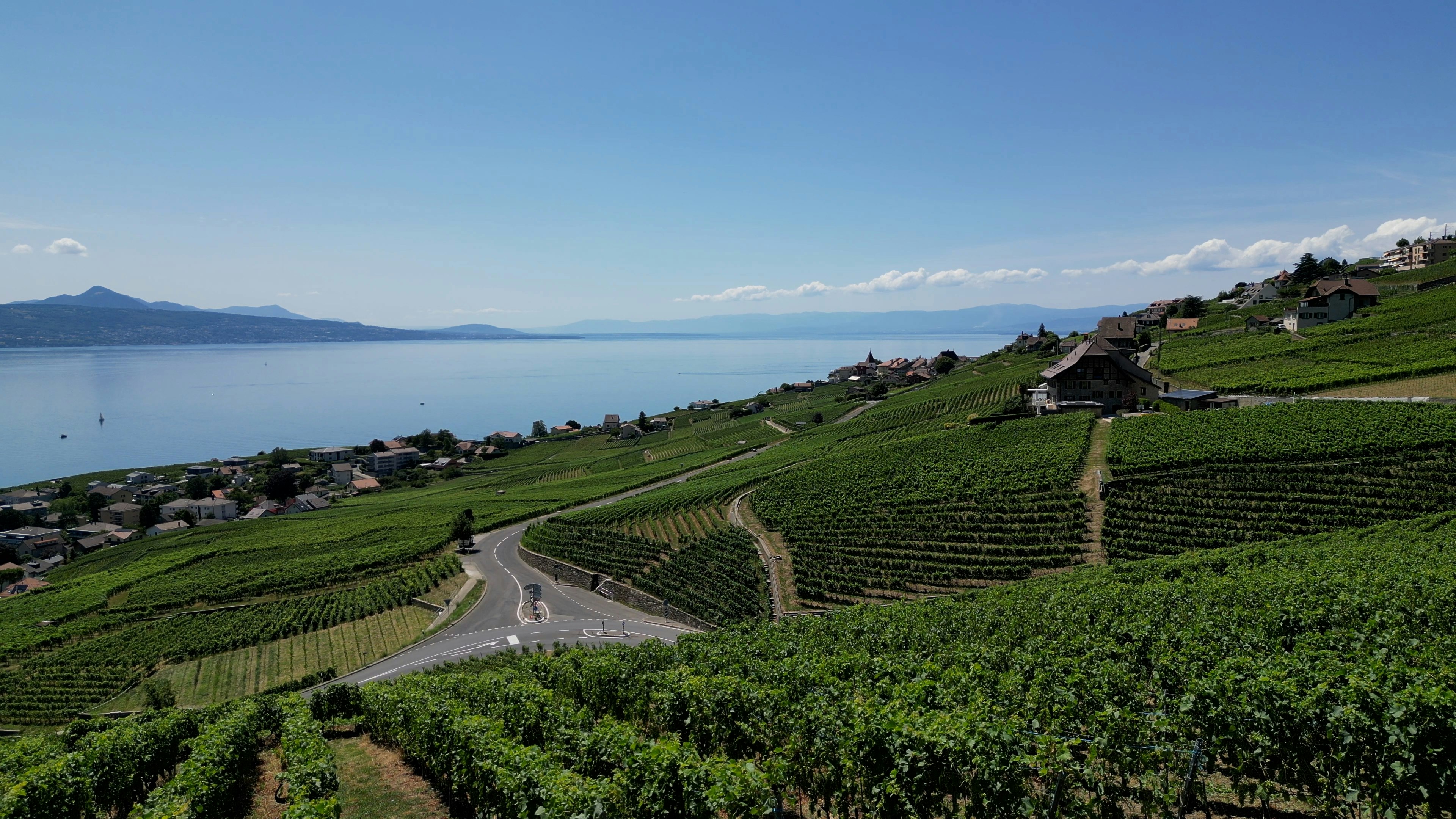 Scenic view of lush vineyards and calm lake under blue sky