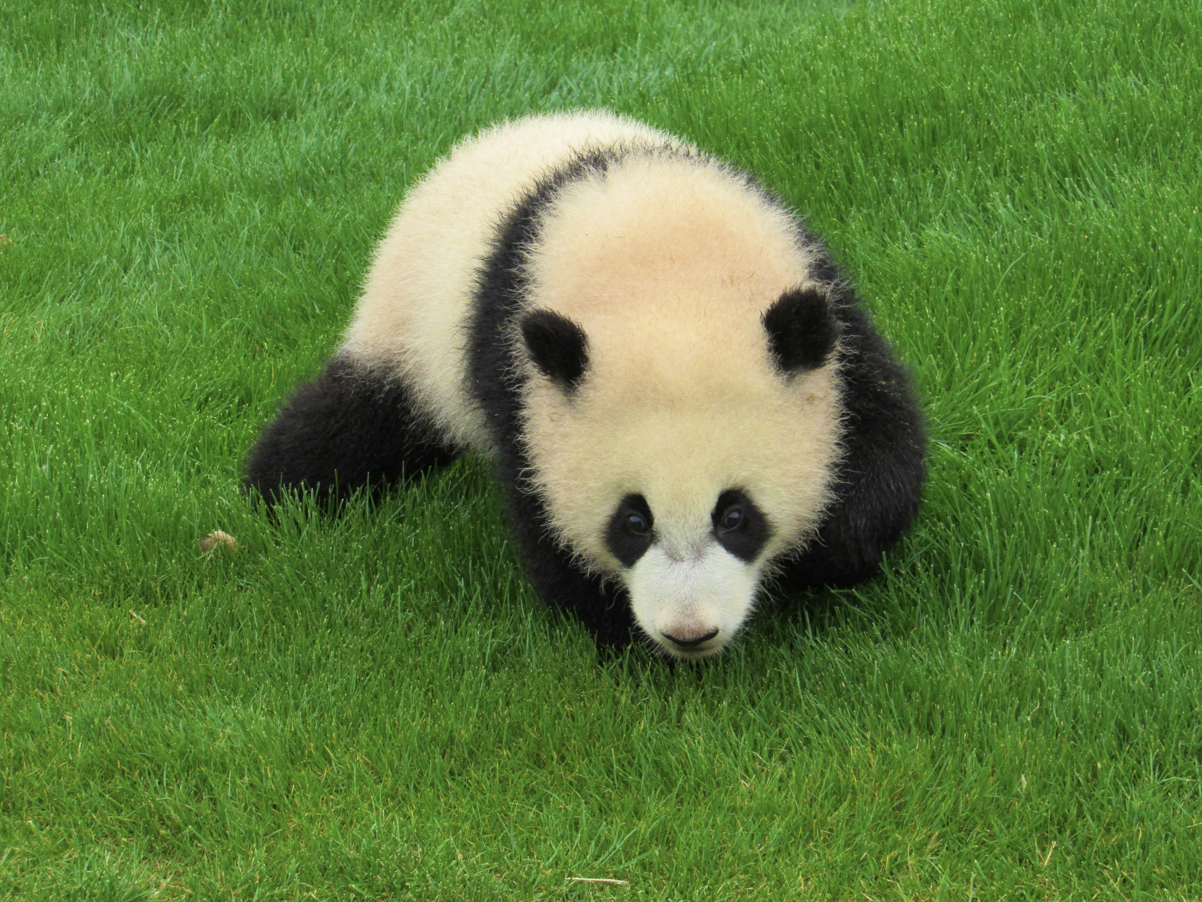 A cute baby panda crawling on green grass