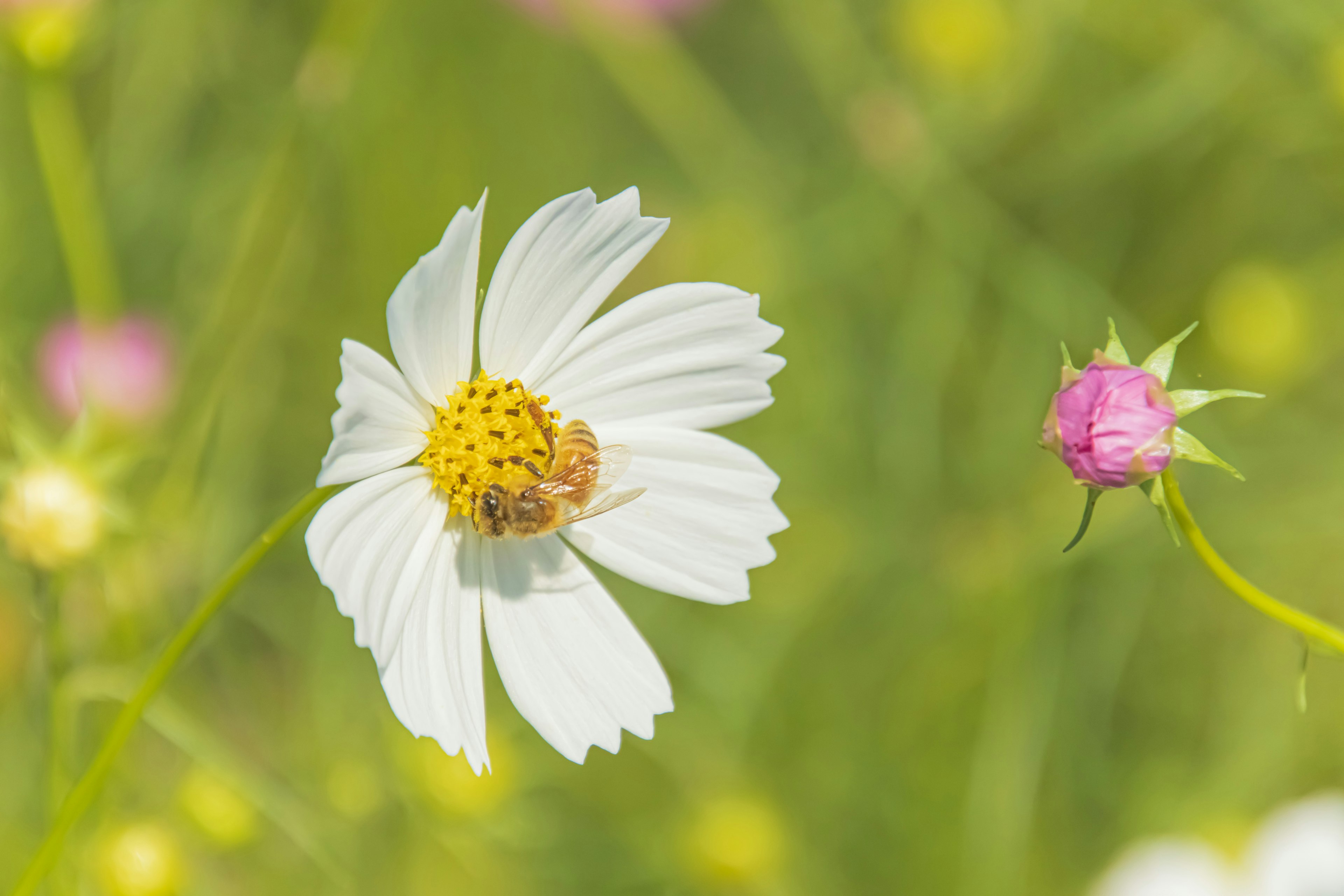 Fiore bianco con un bocciolo rosa in un ambiente naturale