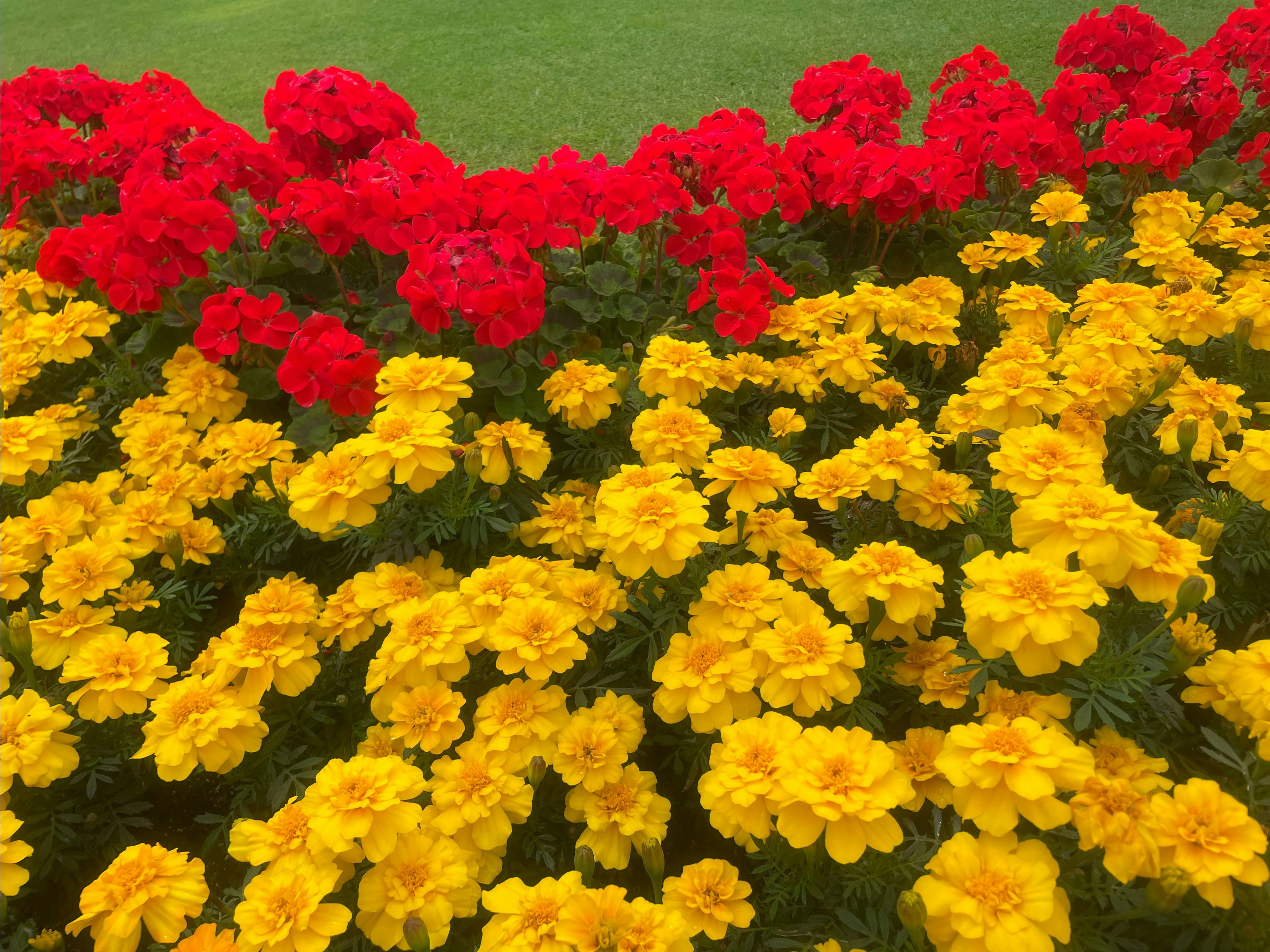 Pemandangan taman yang cerah dengan bunga merah dan kuning yang mekar