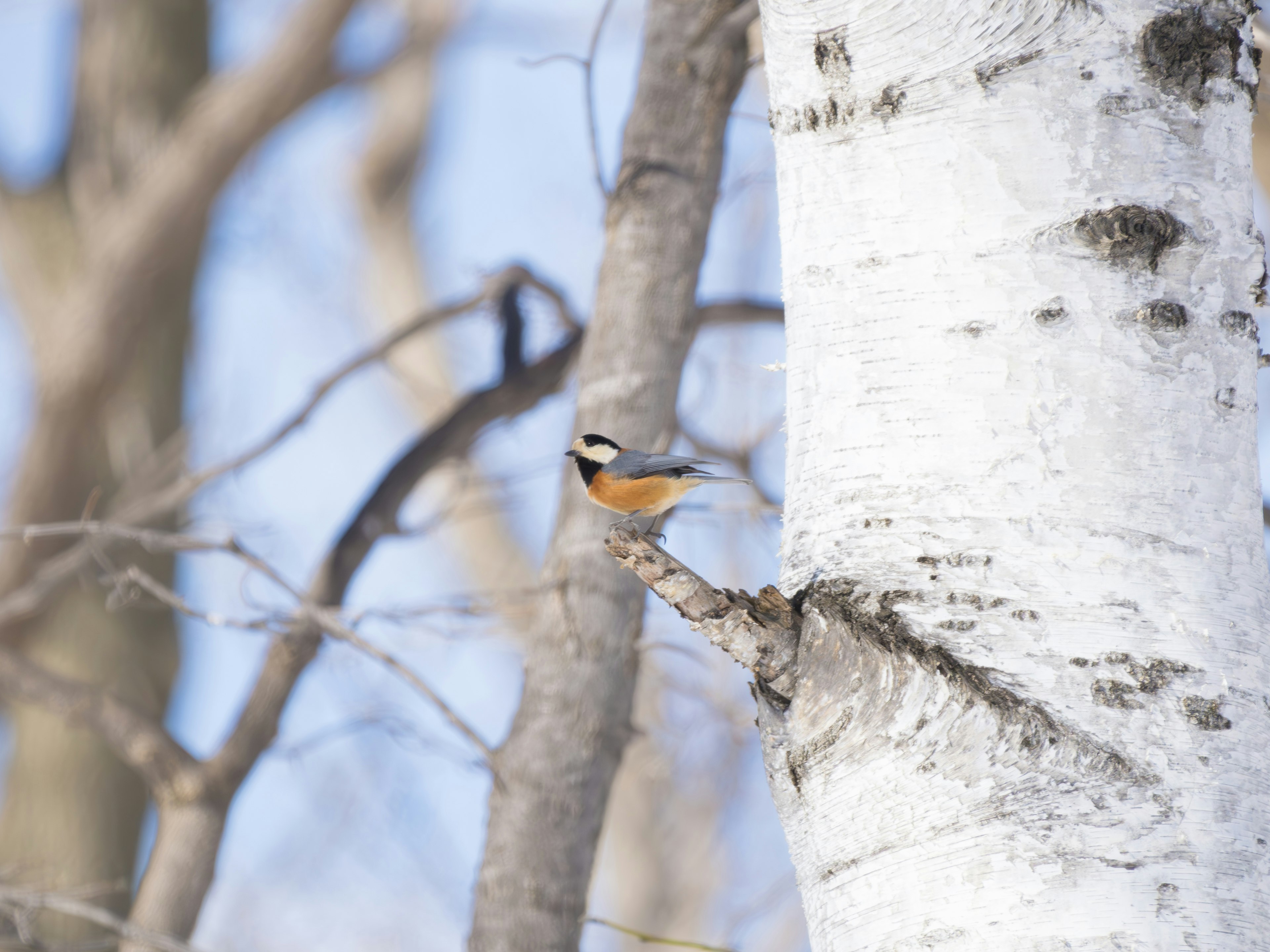 A small bird perched on a birch tree