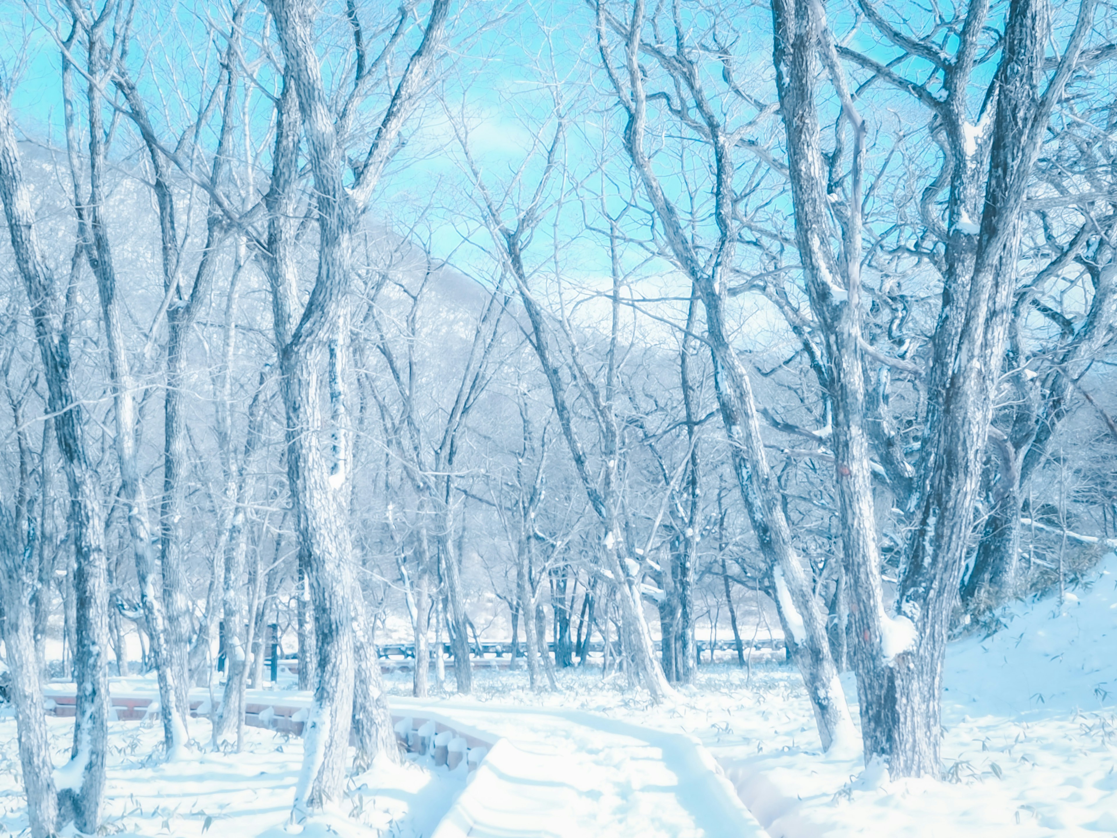 雪に覆われた木々と青い空の風景