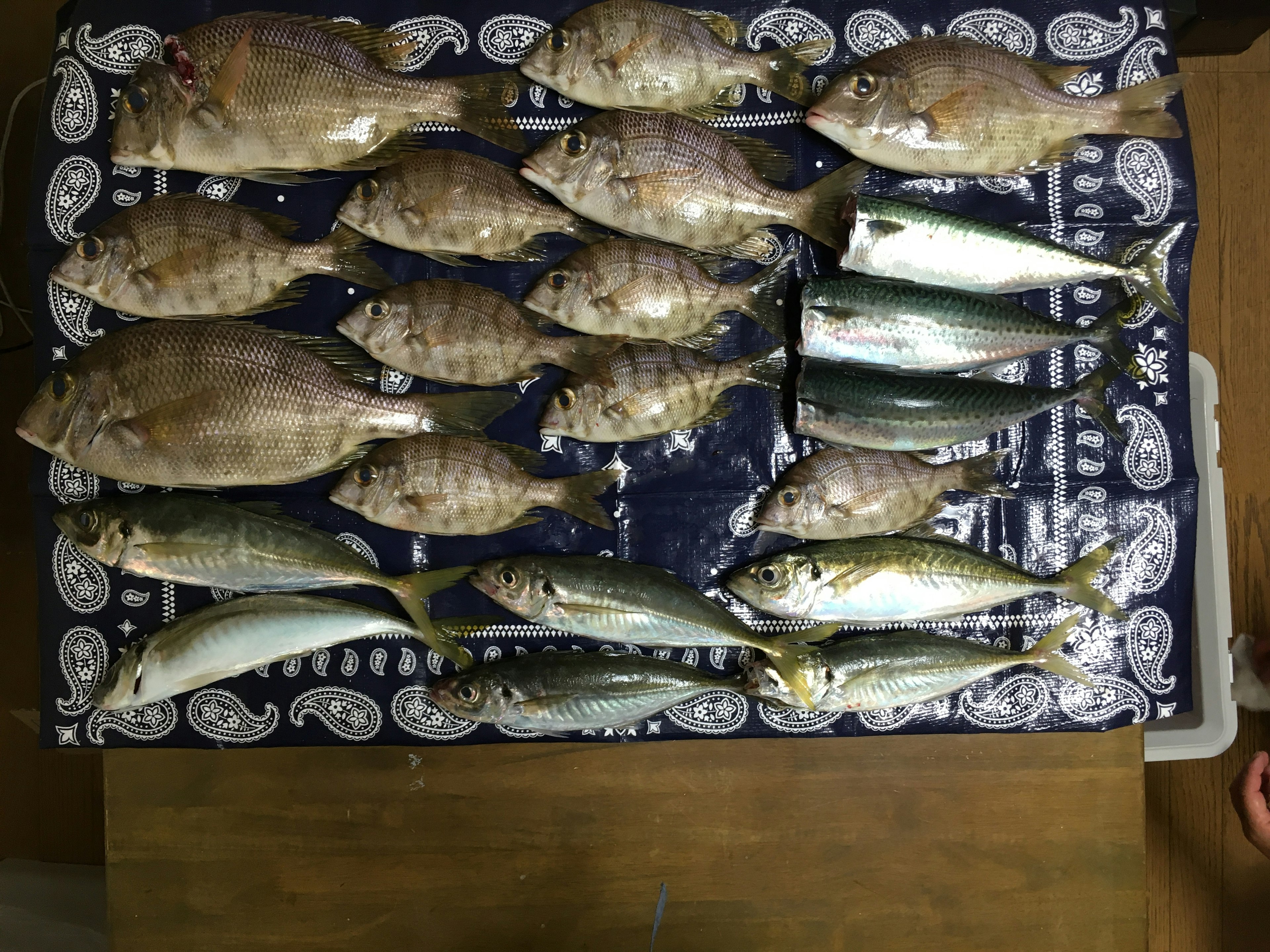 Une variété de poissons disposés sur une assiette décorative