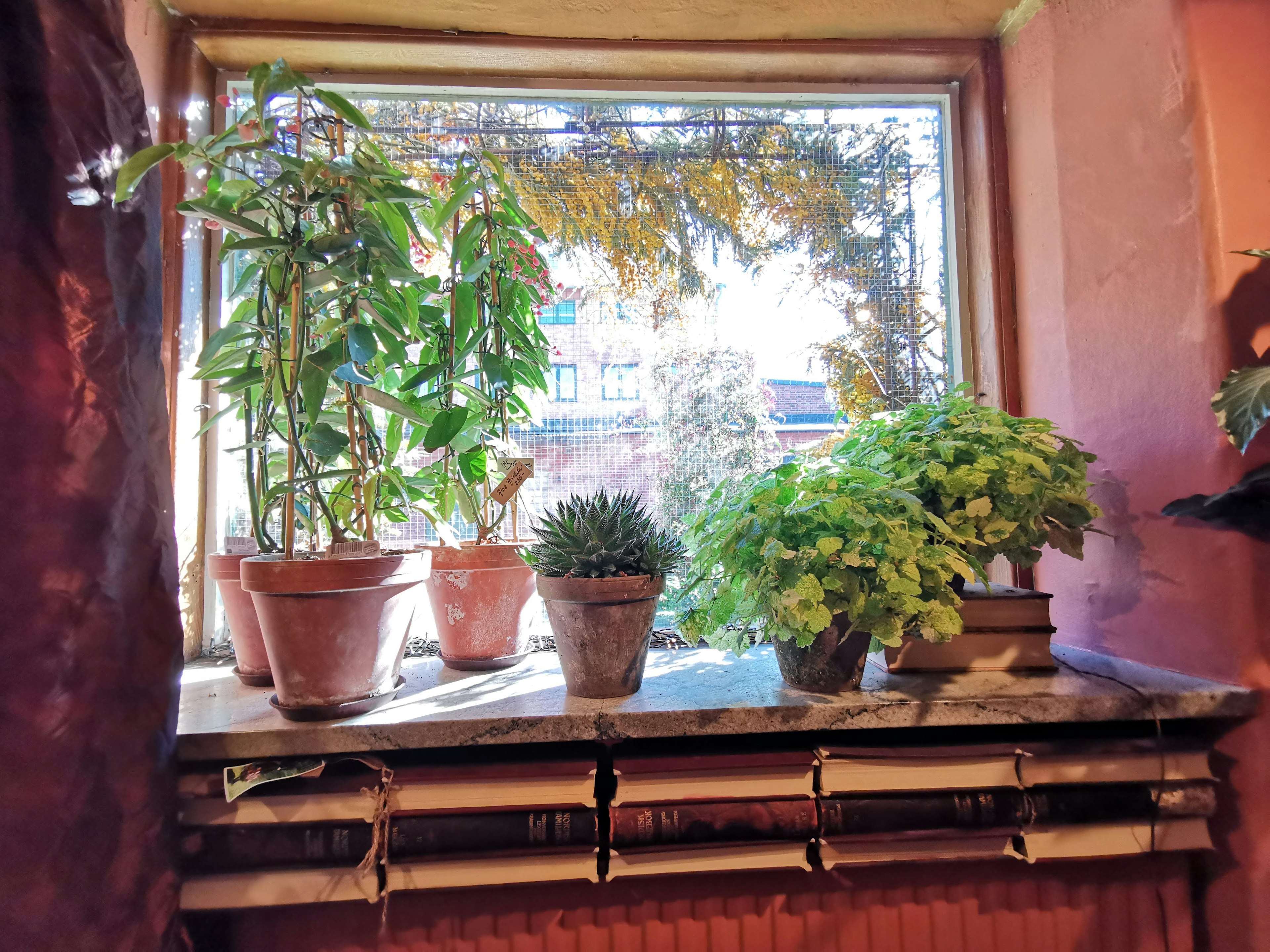 Plantas en macetas en un alféizar de ventana con luz solar