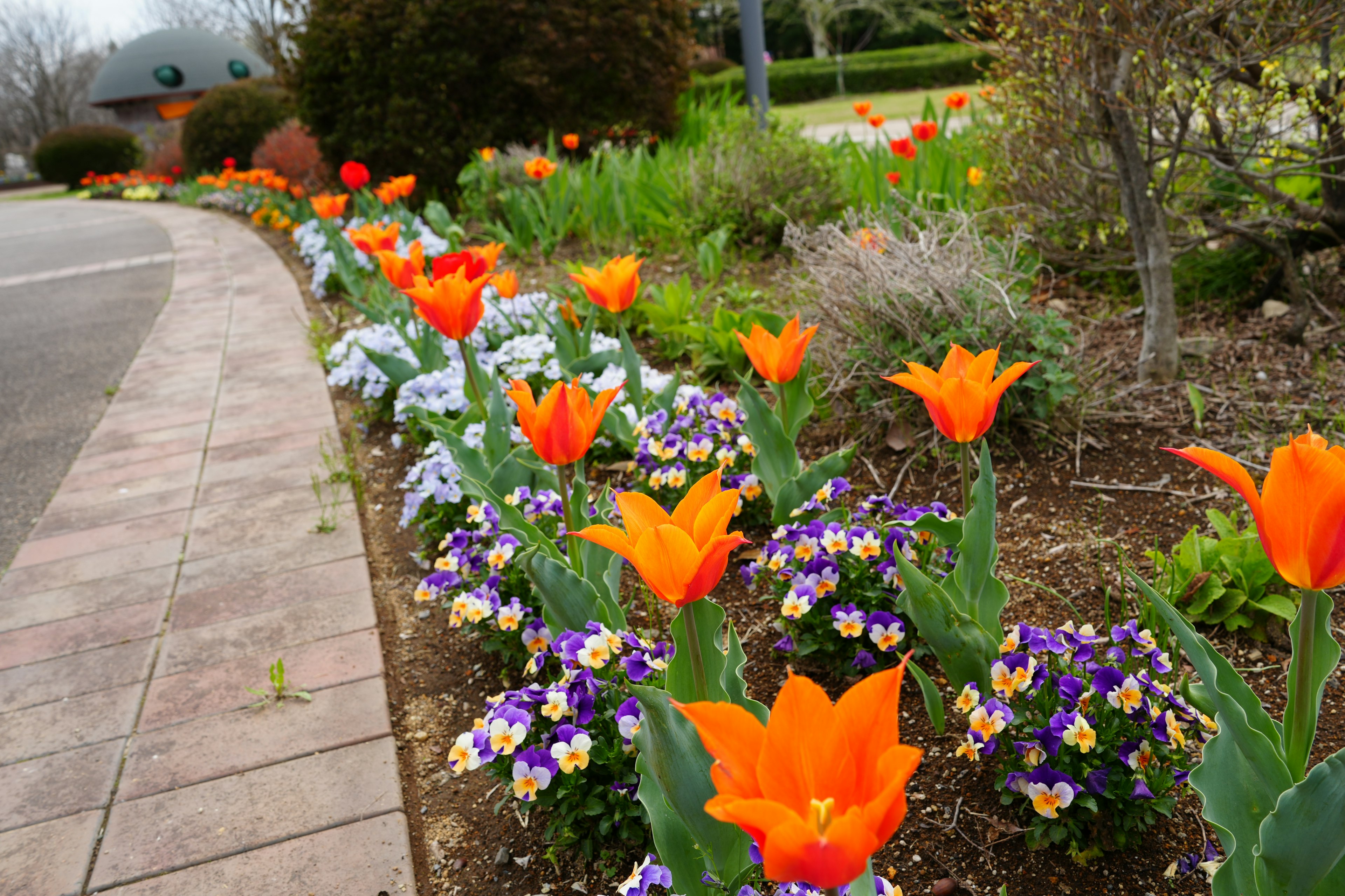 Lebendige orangefarbene Tulpen blühen in einem Blumenbeet entlang eines Weges