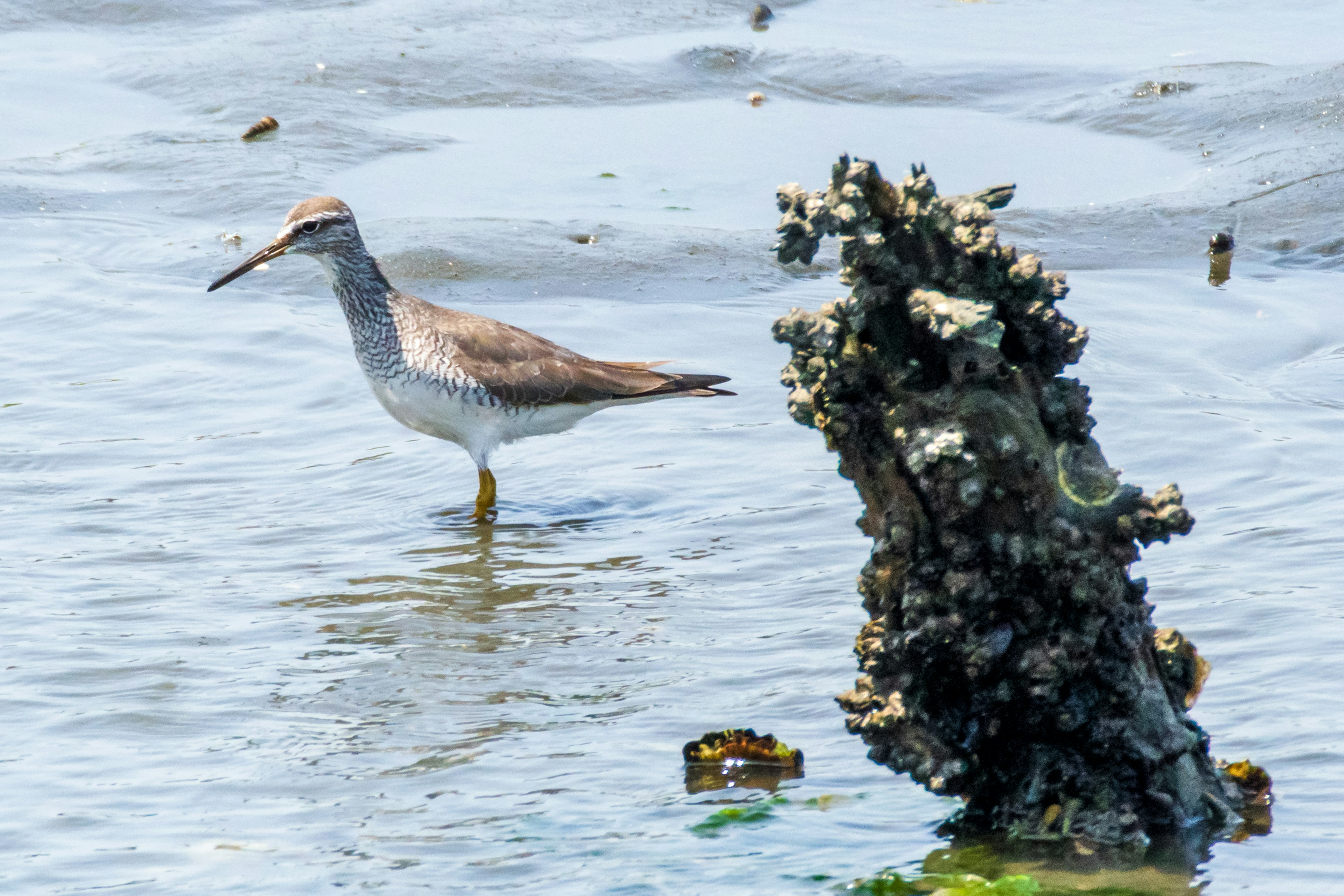 Pájaro de pie en aguas poco profundas cerca de una roca cubierta de percebes