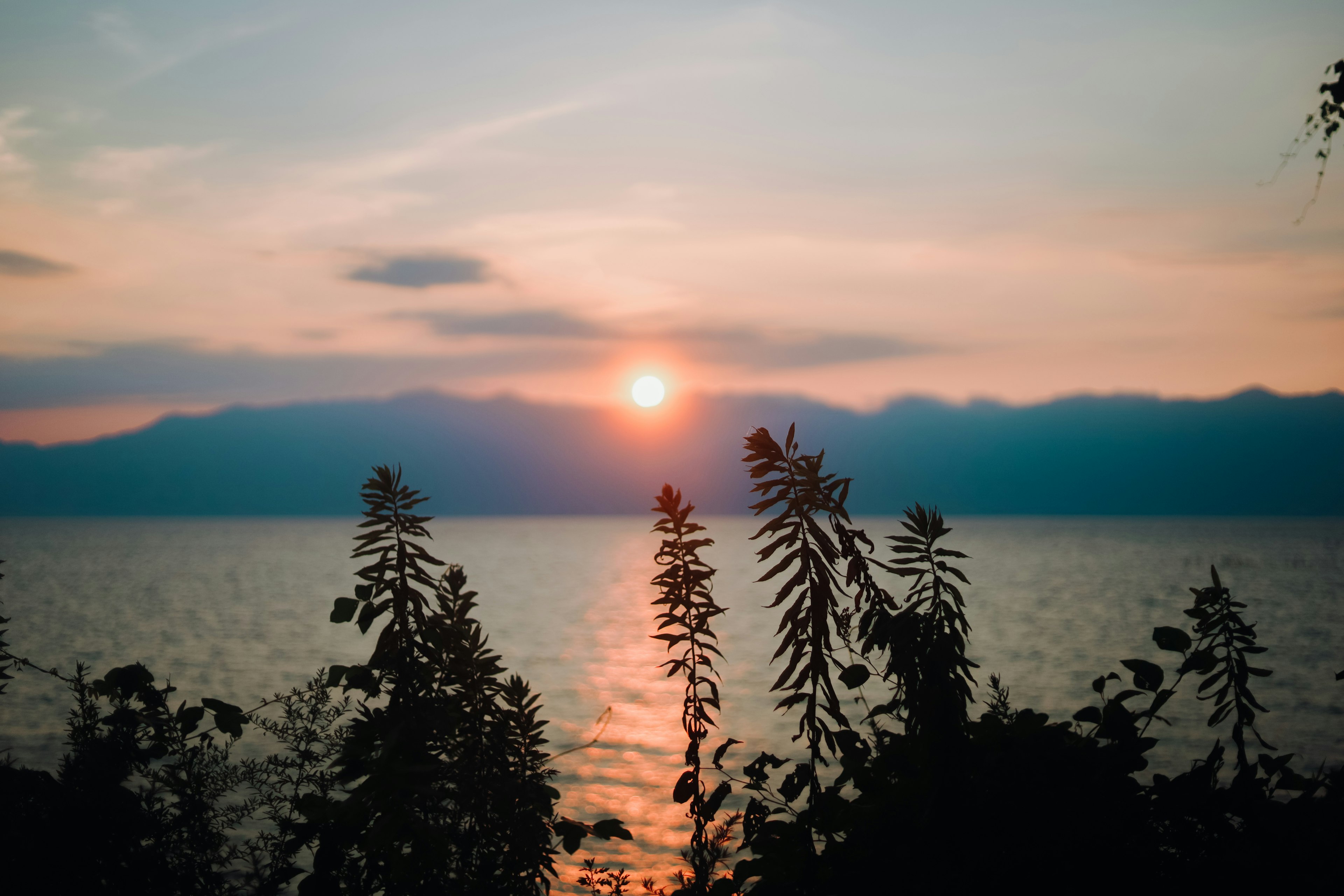 Sunset over a lake with silhouetted plants