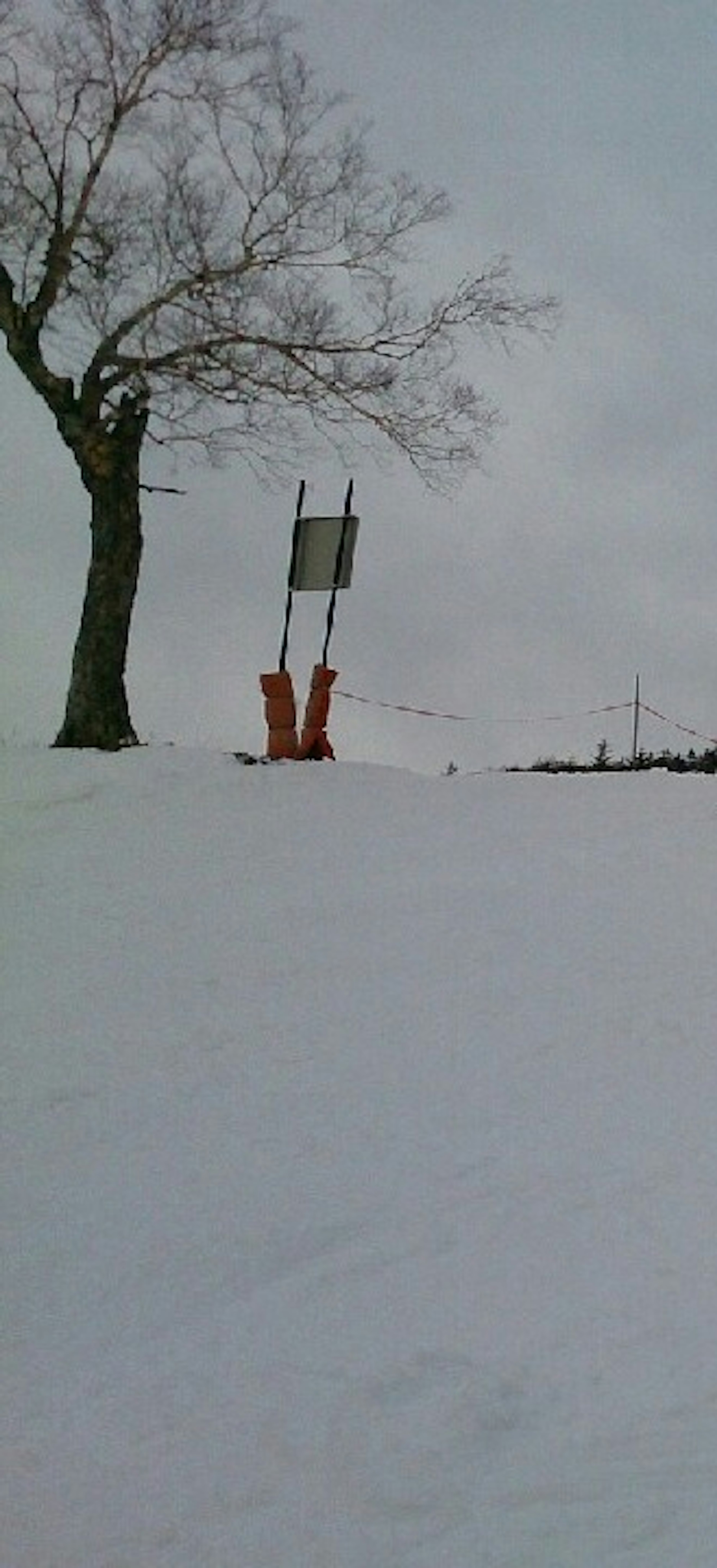 A tree on a snowy hill with an orange sign