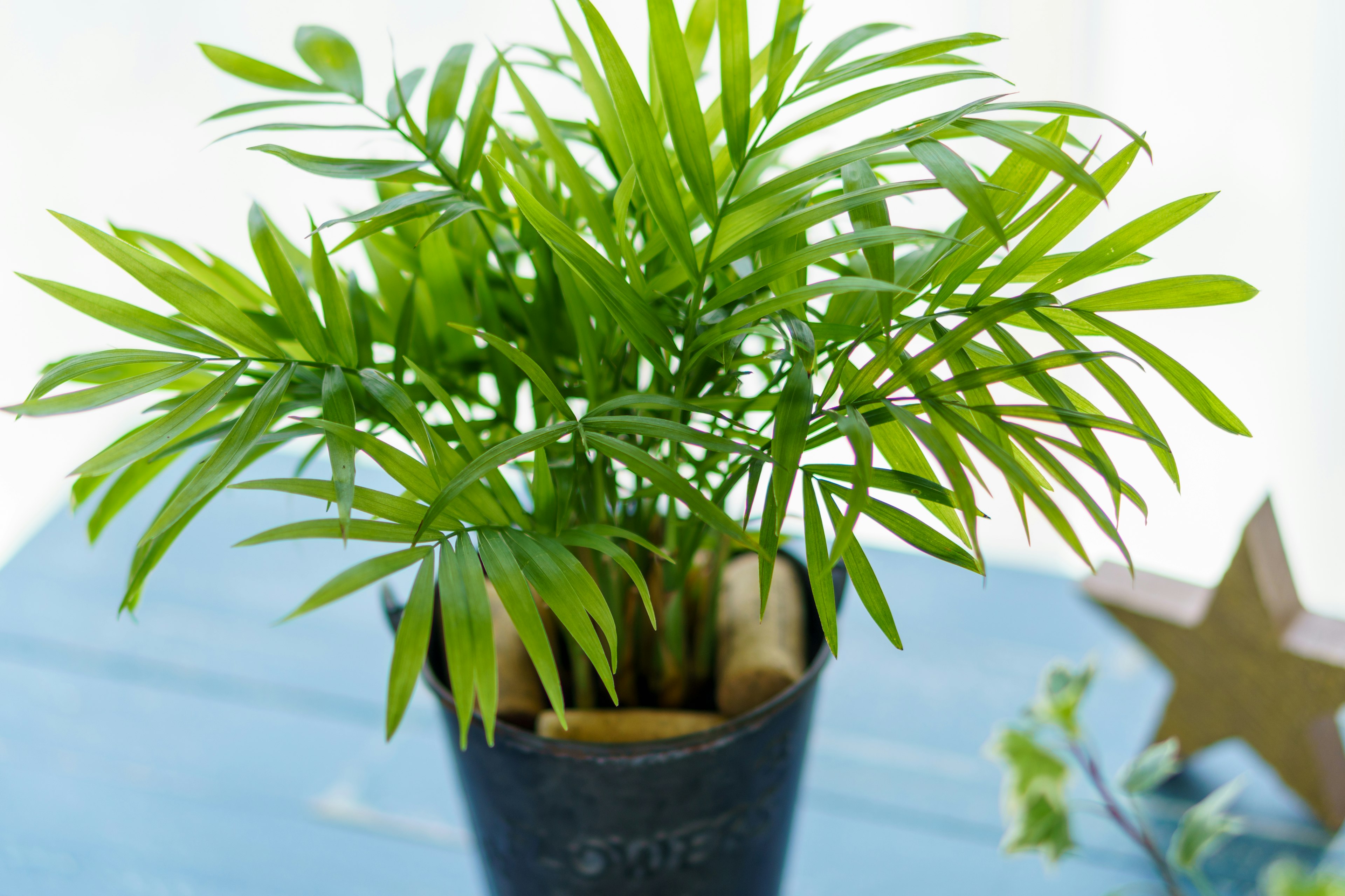 A green leafy houseplant in a black pot