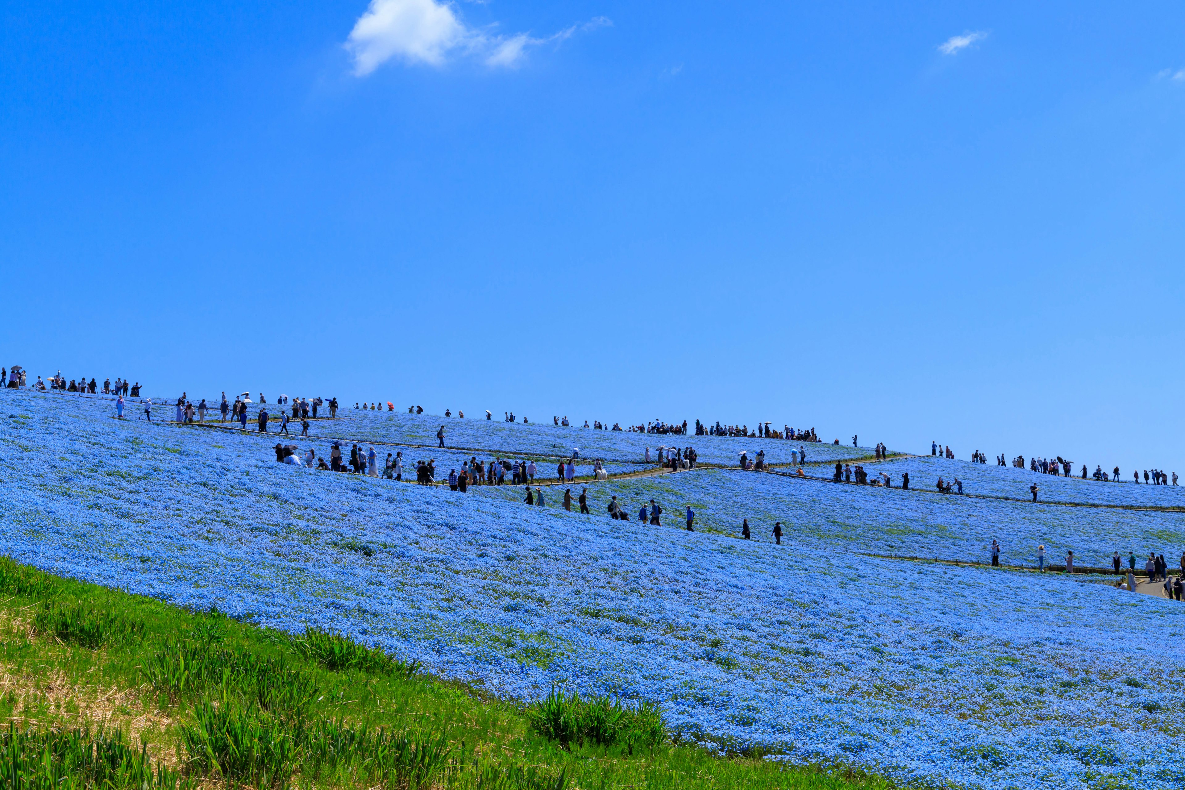 Visiteurs explorant un champ de fleurs bleues sous un ciel bleu clair