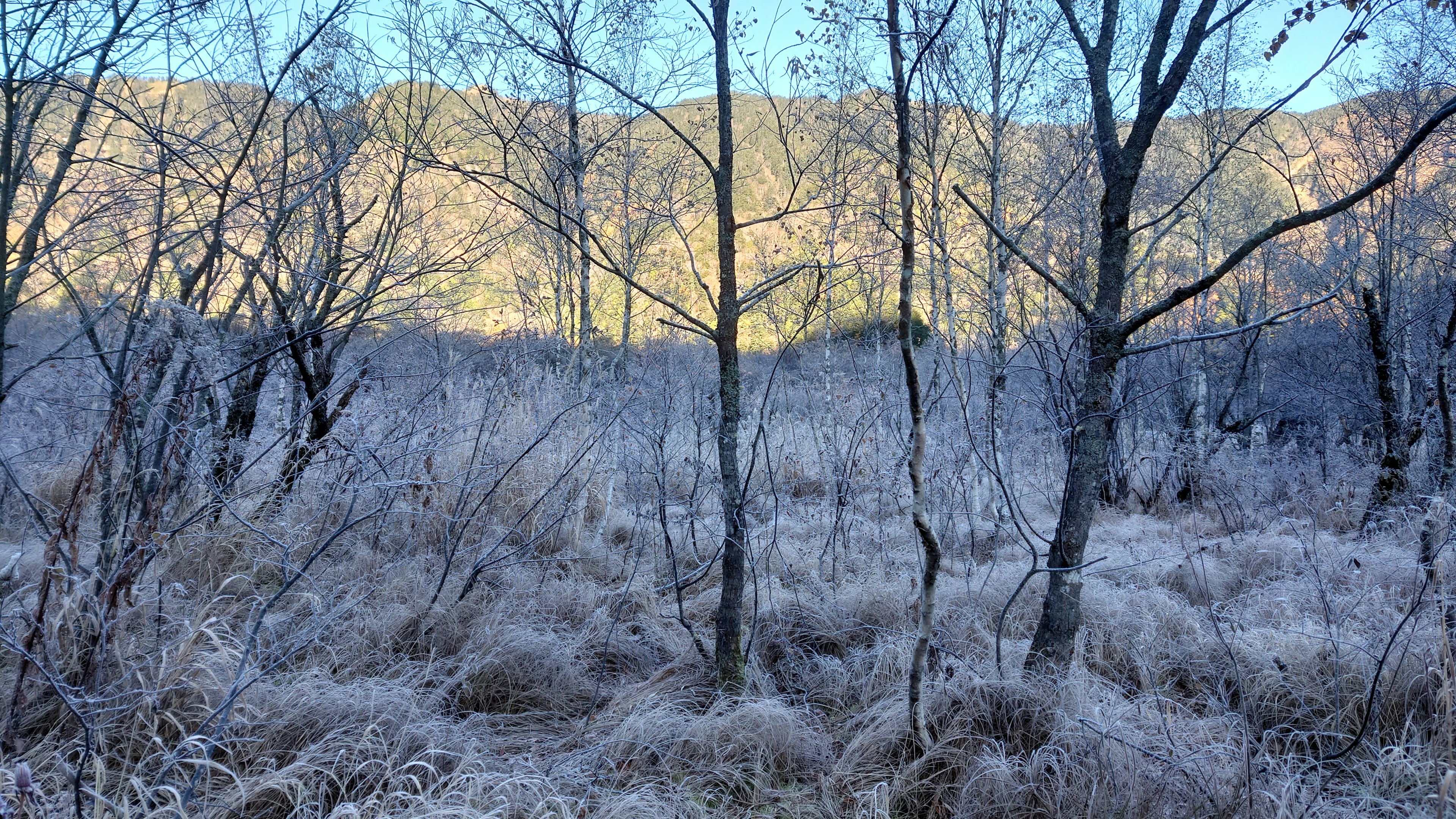 Scena forestale invernale con erba e alberi ghiacciati sotto un cielo blu chiaro