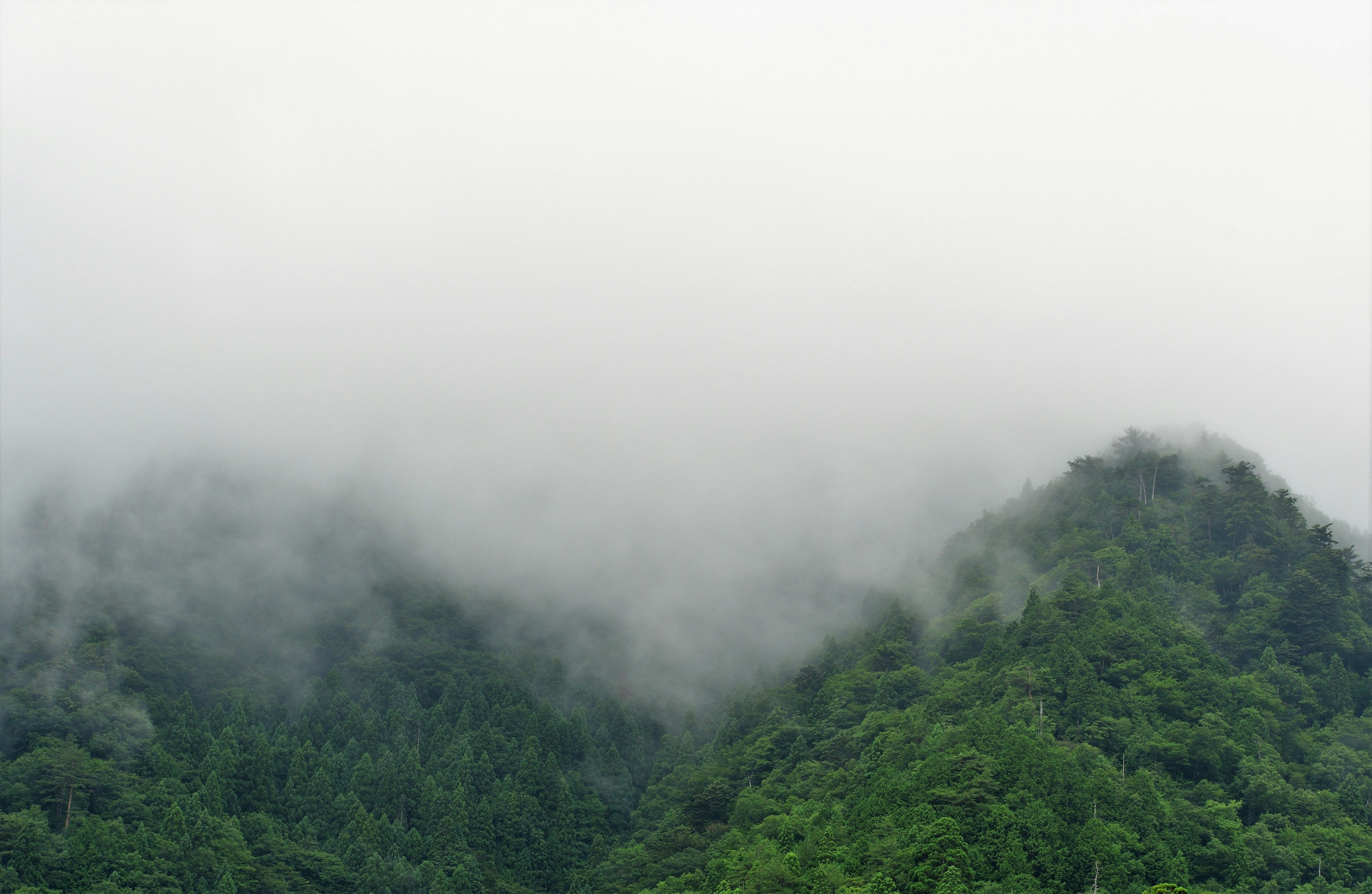 Montagne verdi circondate dalla nebbia