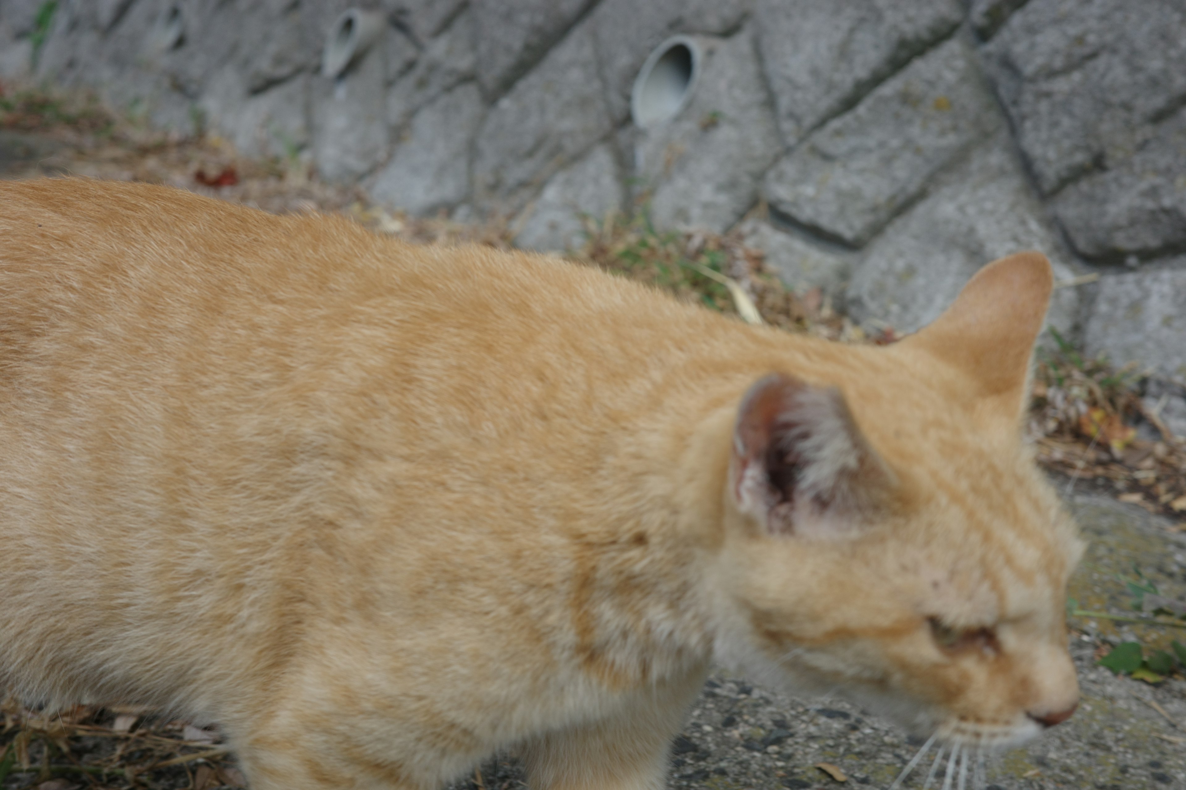 An orange cat walking with a stone wall in the background