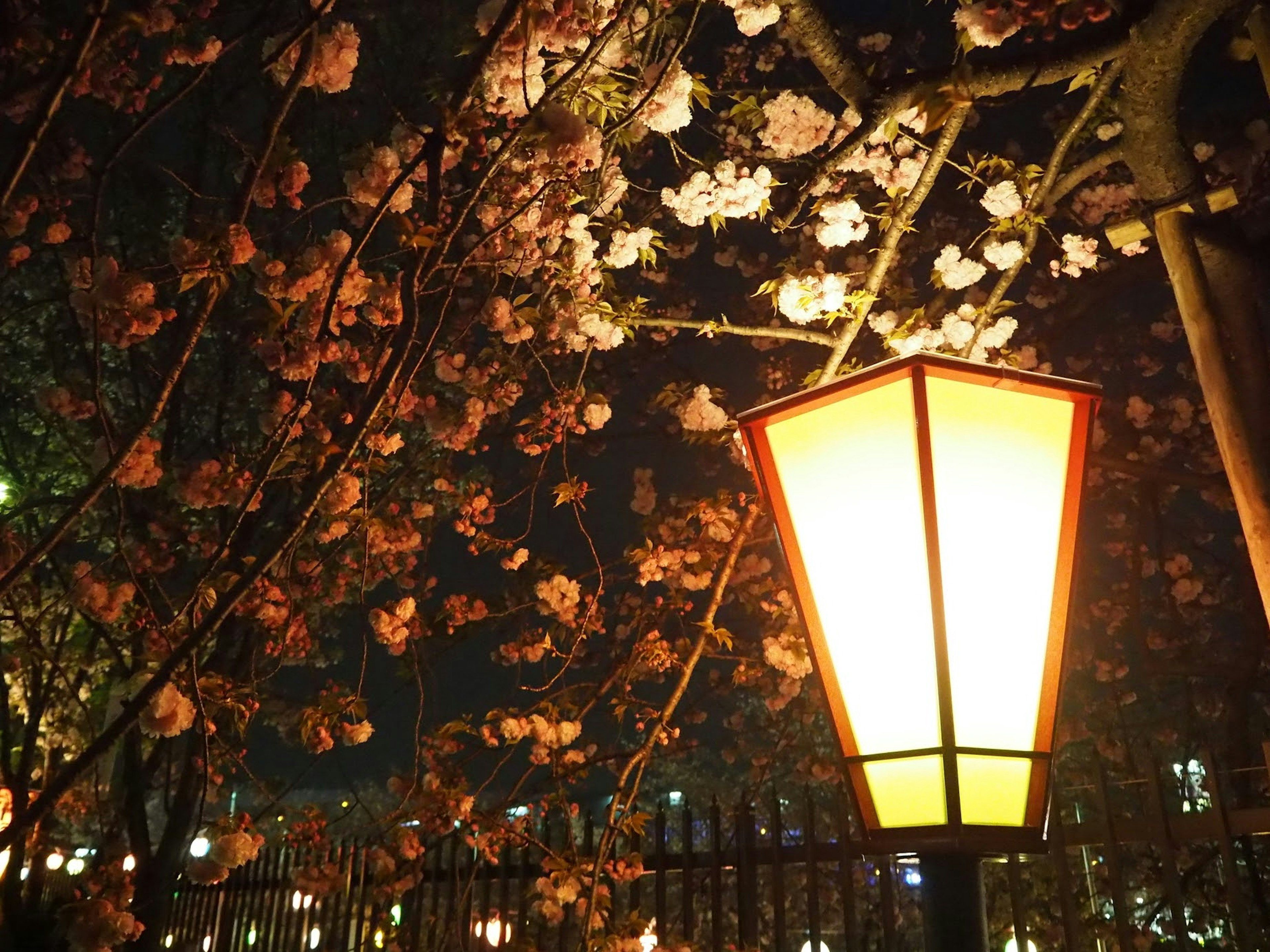 Lampu oranye di bawah bunga sakura di malam hari dengan bunga yang indah