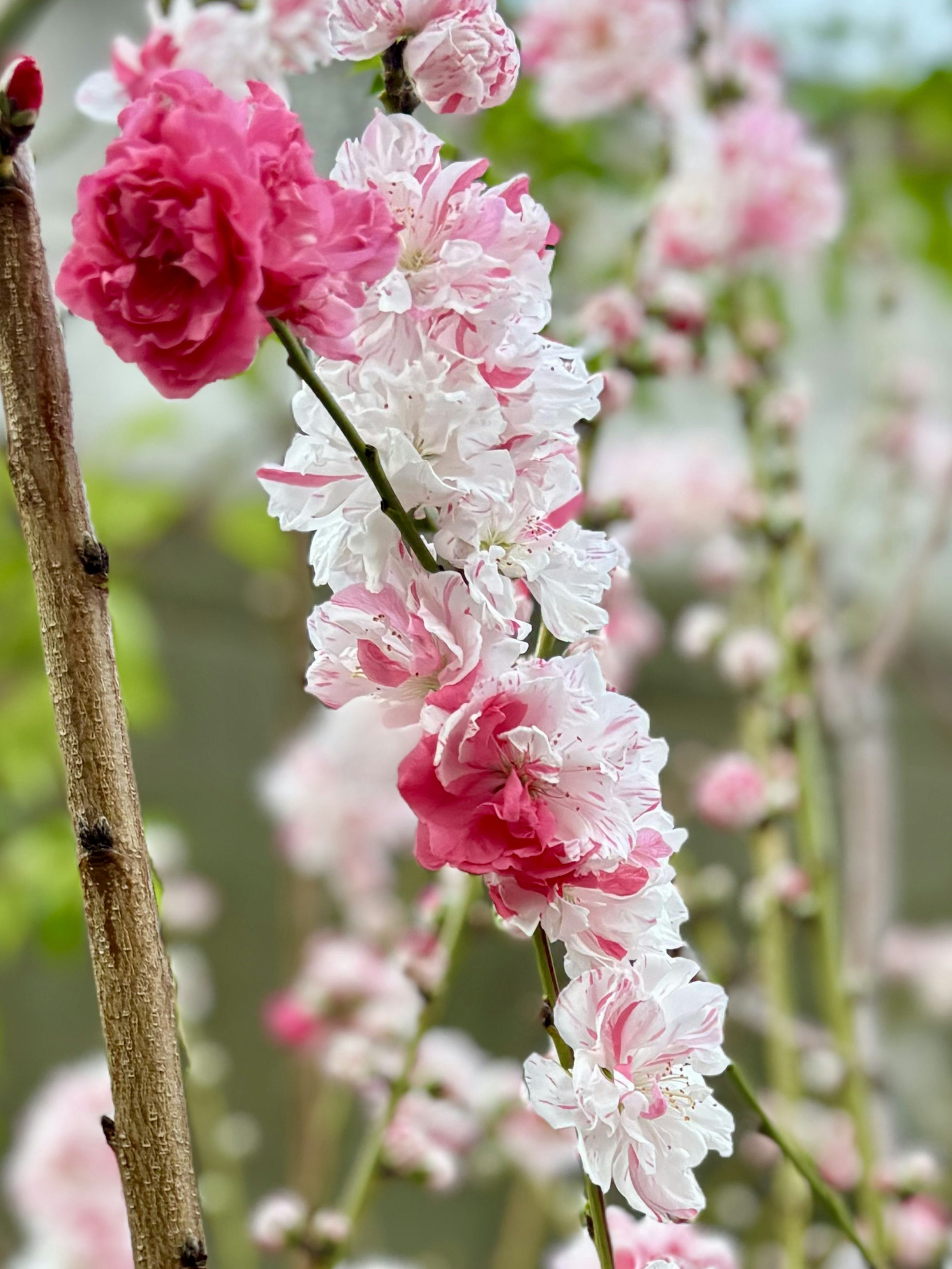 Peach tree branch with pink and white blossoms