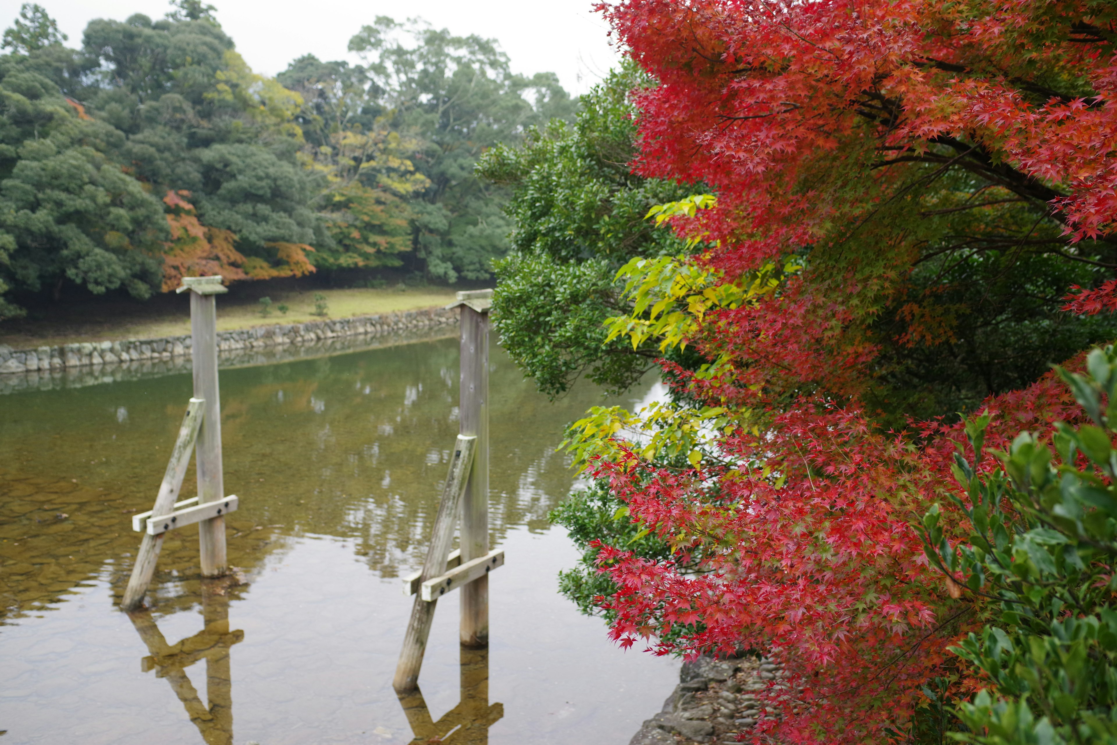 Scène de étang serein avec un arbre à feuilles rouges et des reflets sur l'eau