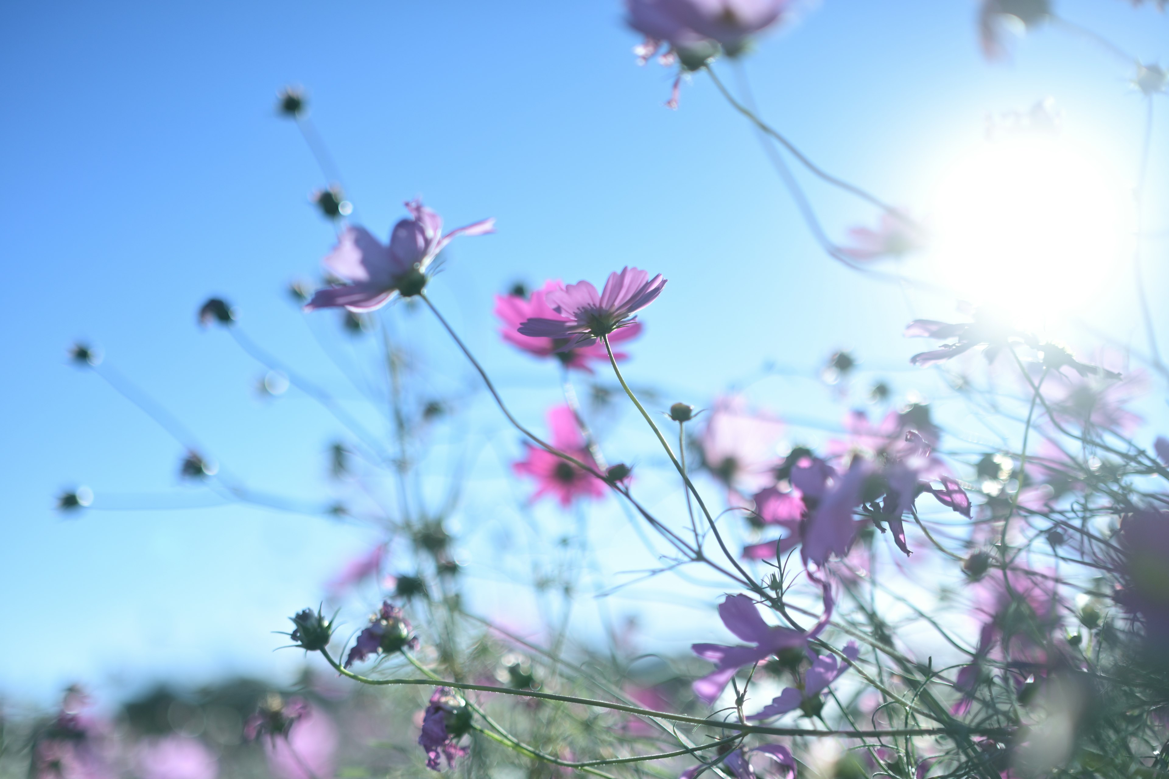 Purple flowers blooming under a blue sky with soft sunlight