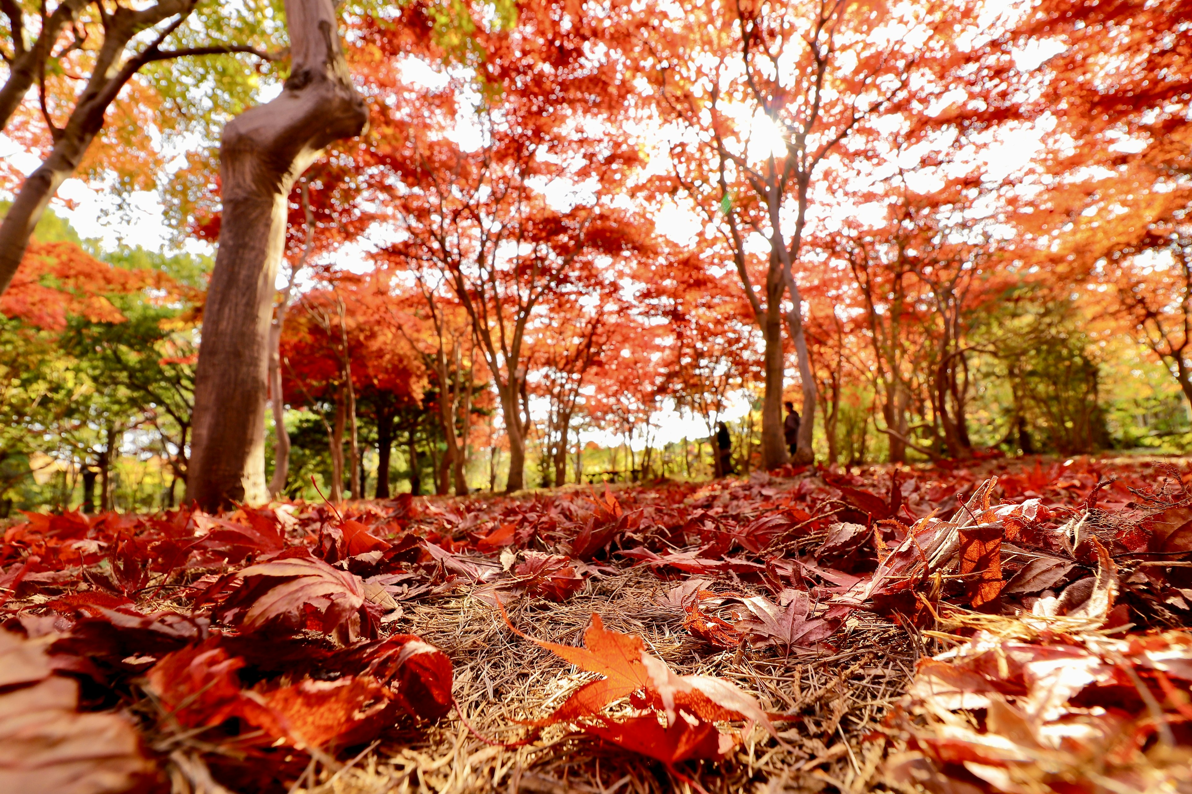 Autumn scene with vibrant red leaves scattered on the ground