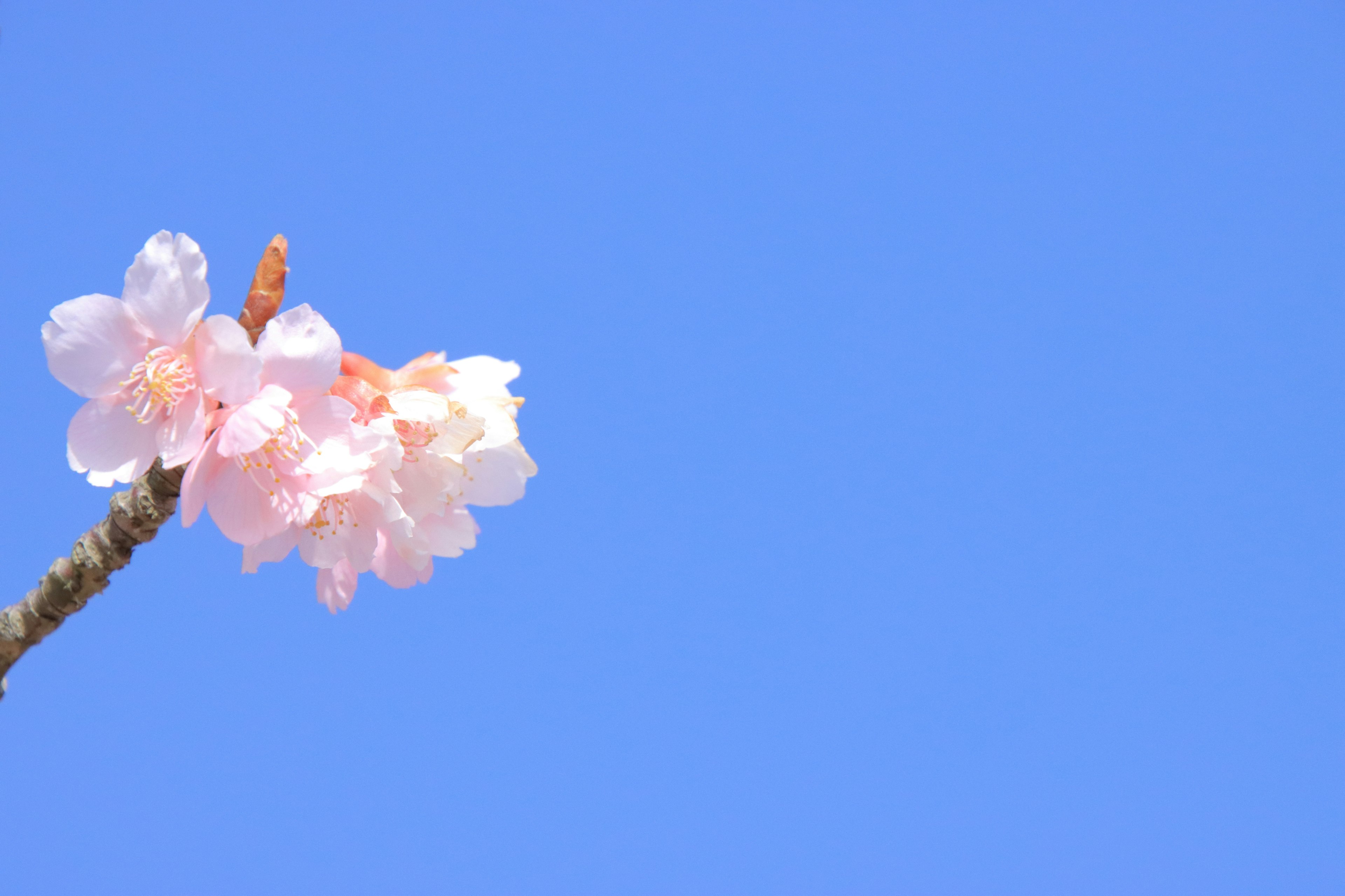 Nahaufnahme von Kirschblüten vor blauem Himmel