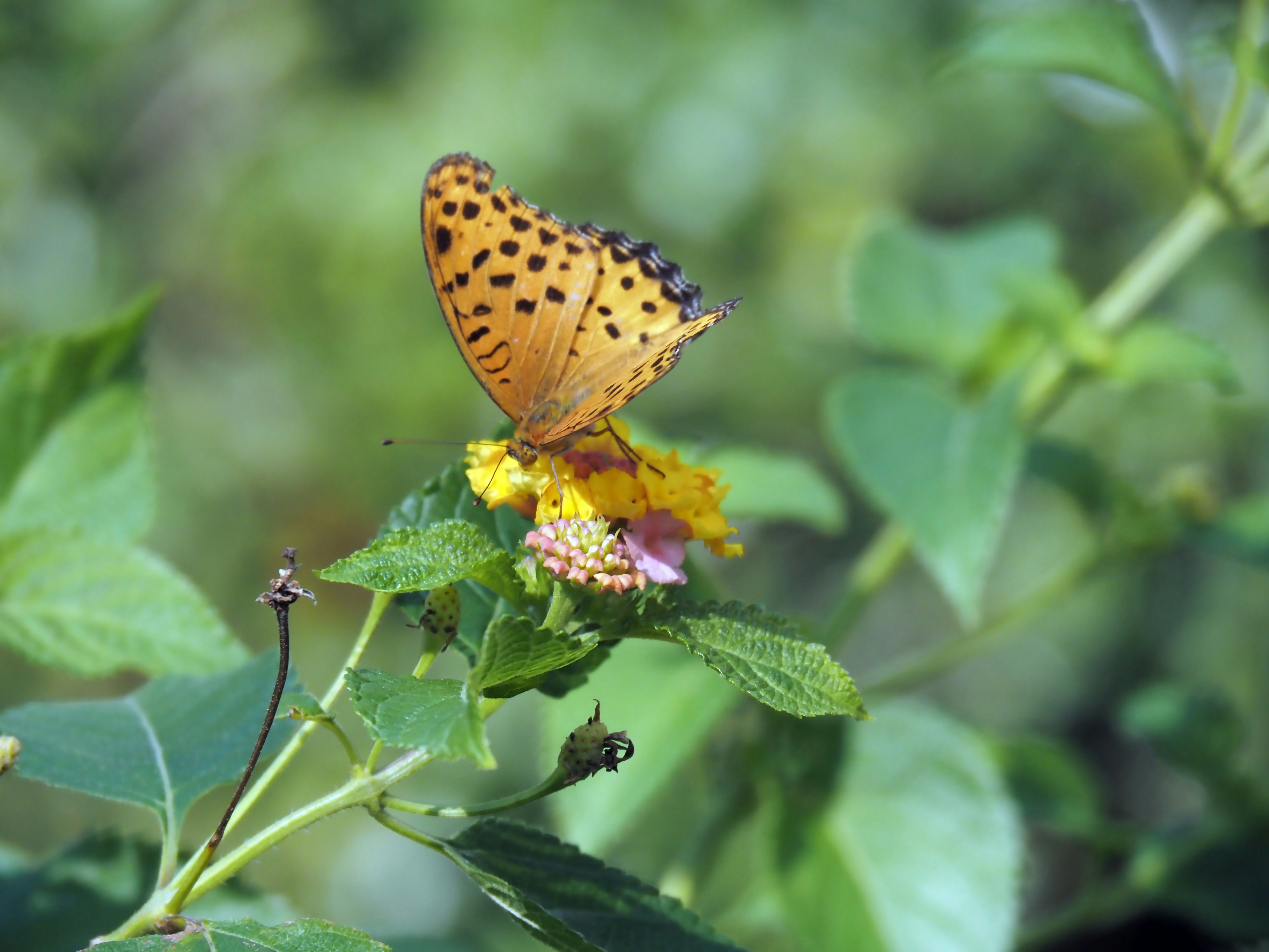 Farfalla arancione che si posa su un fiore con sfondo verde