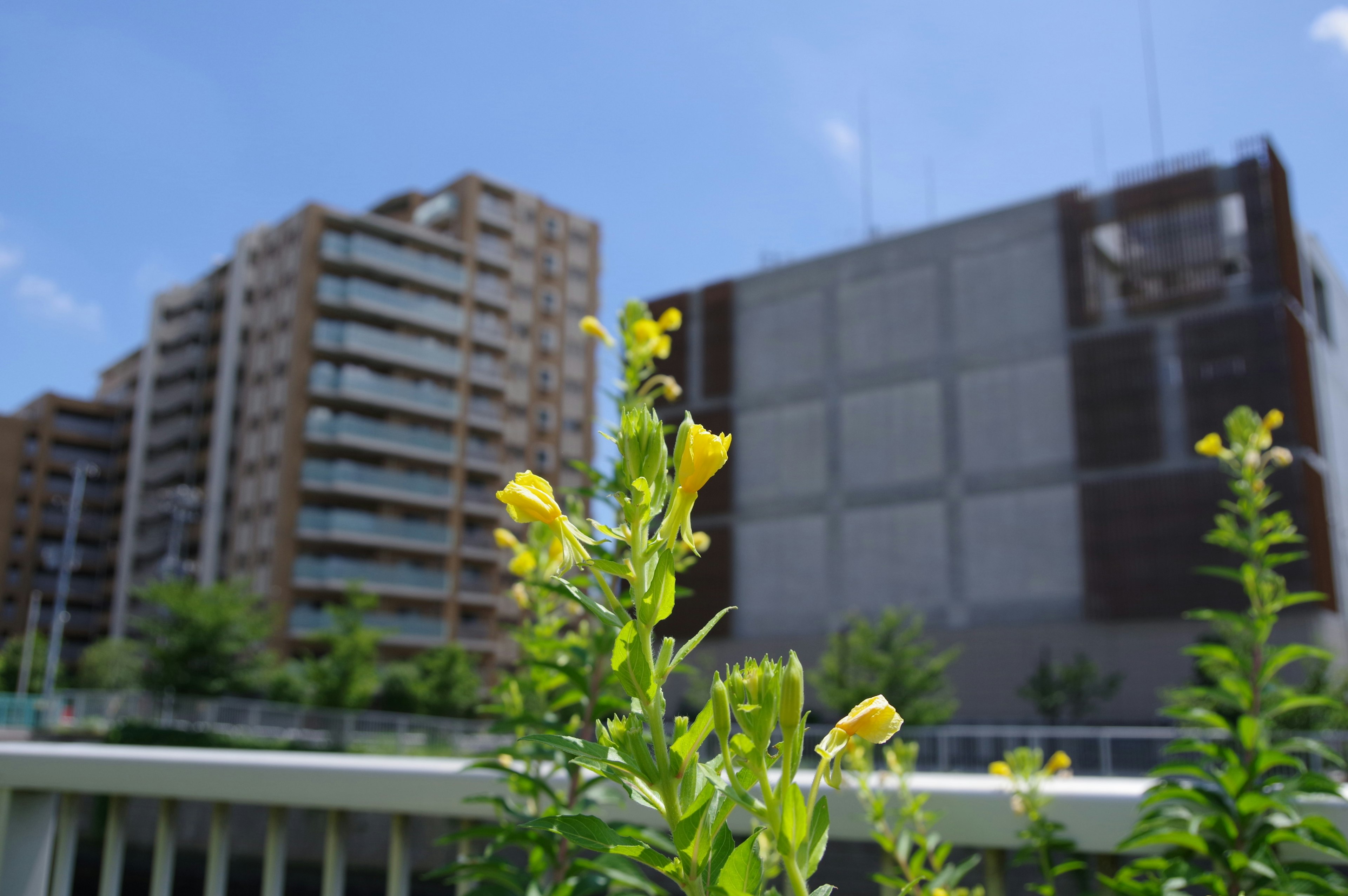 黄色い花が咲いている前景と、背景には高層ビルが立ち並ぶ風景