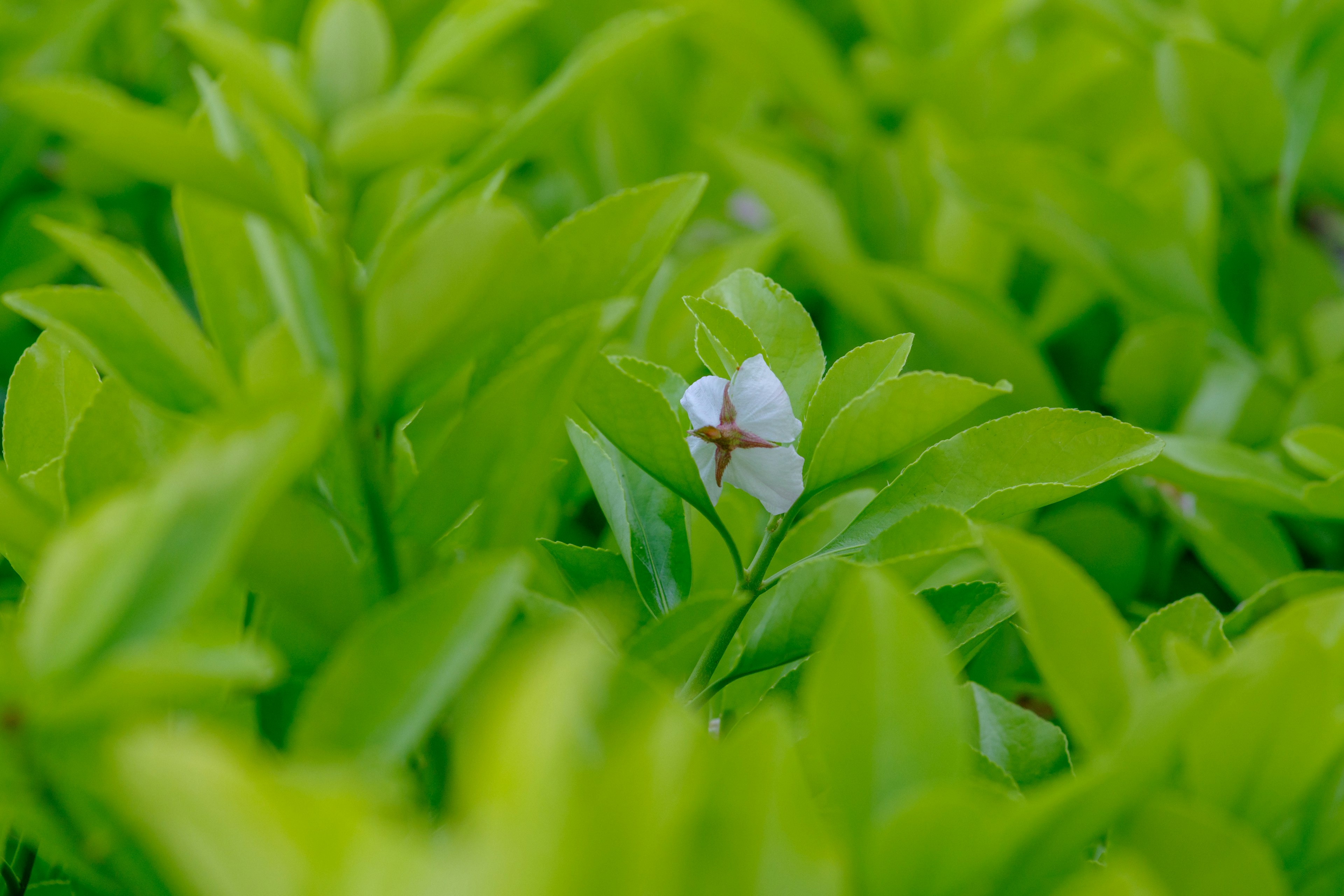 Eine kleine weiße Blume, die zwischen lebhaften grünen Blättern blüht