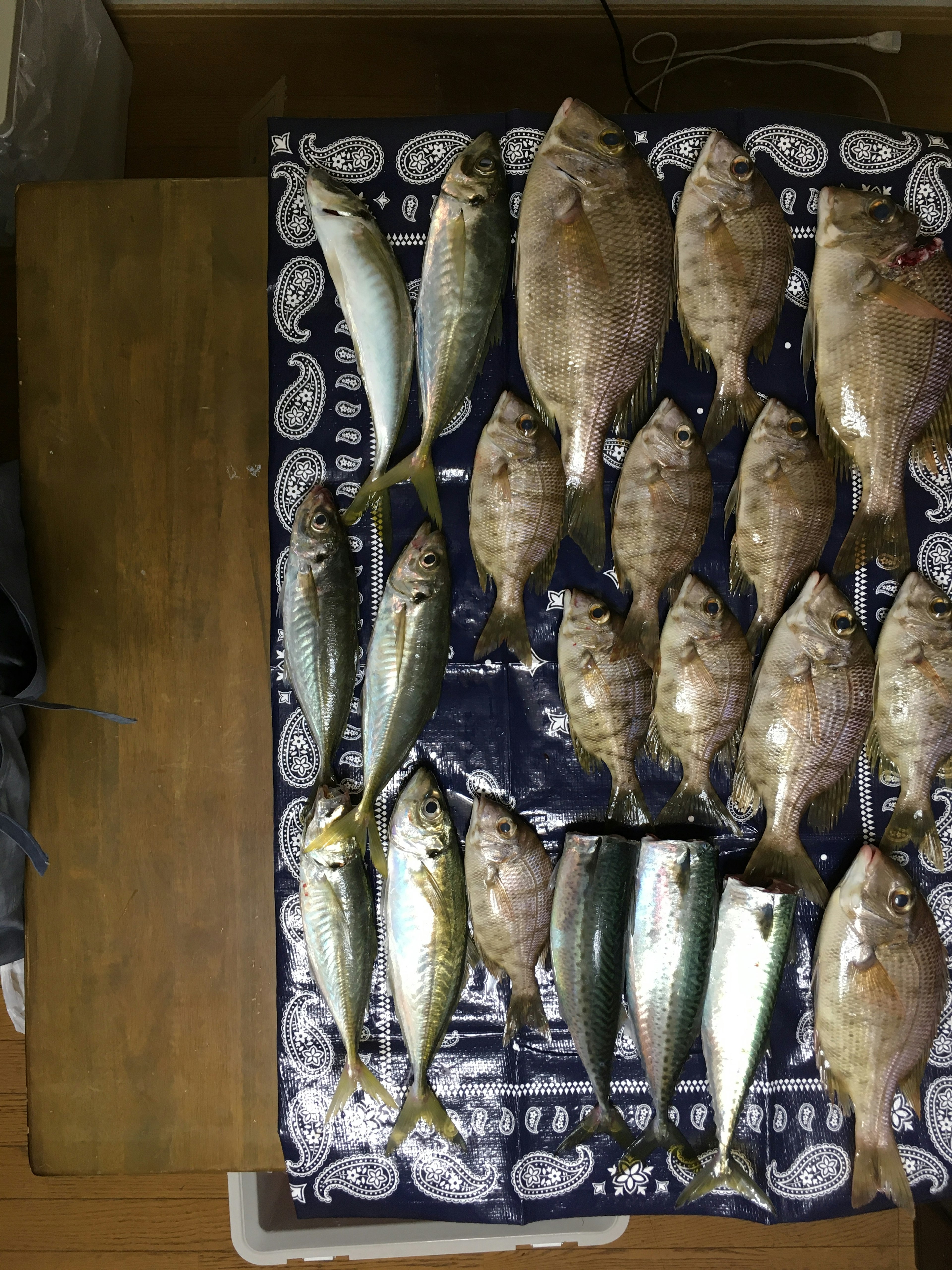 Une collection de poissons frais exposés sur un tissu à motifs