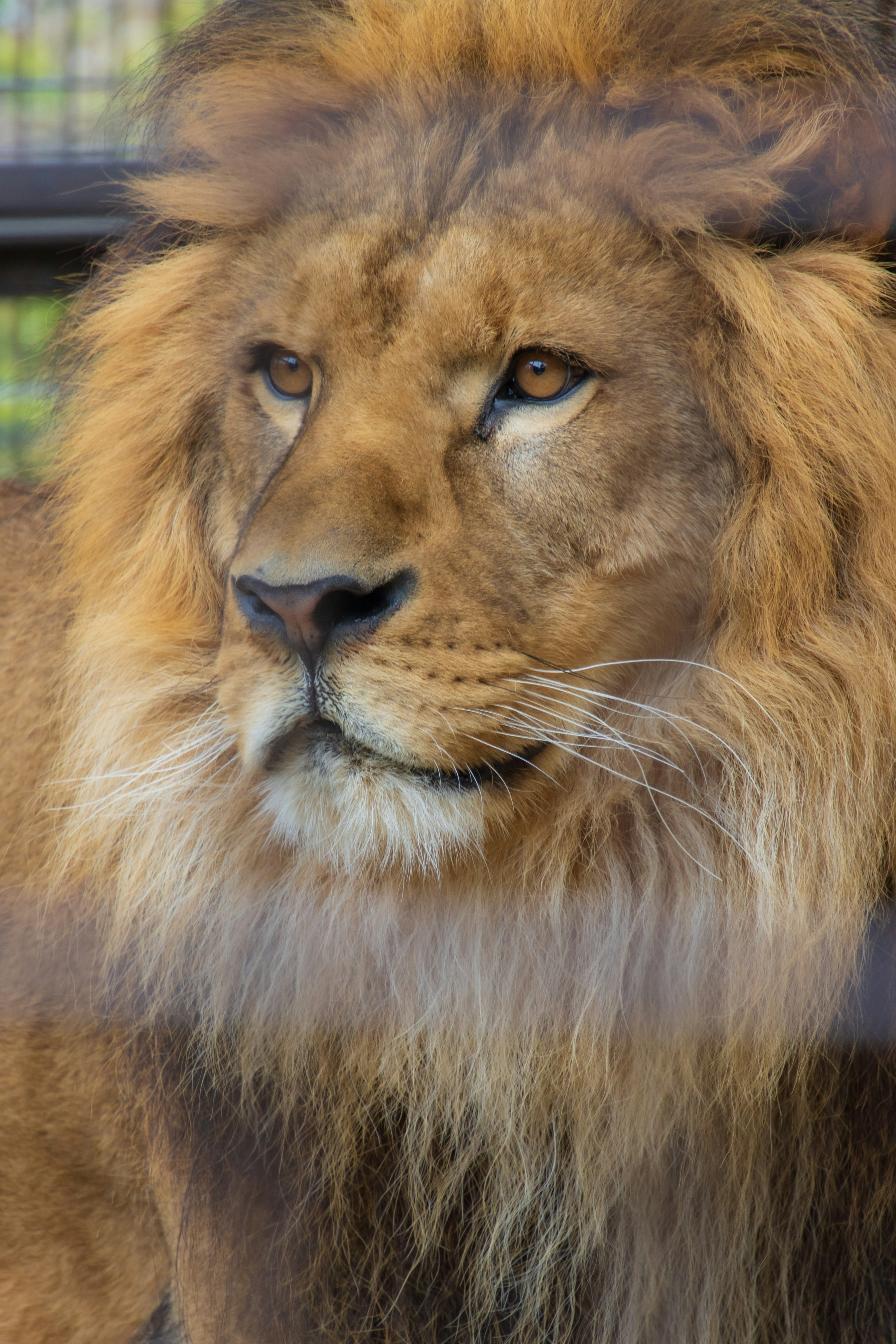 Acercamiento del rostro de un león mirando a través del vidrio