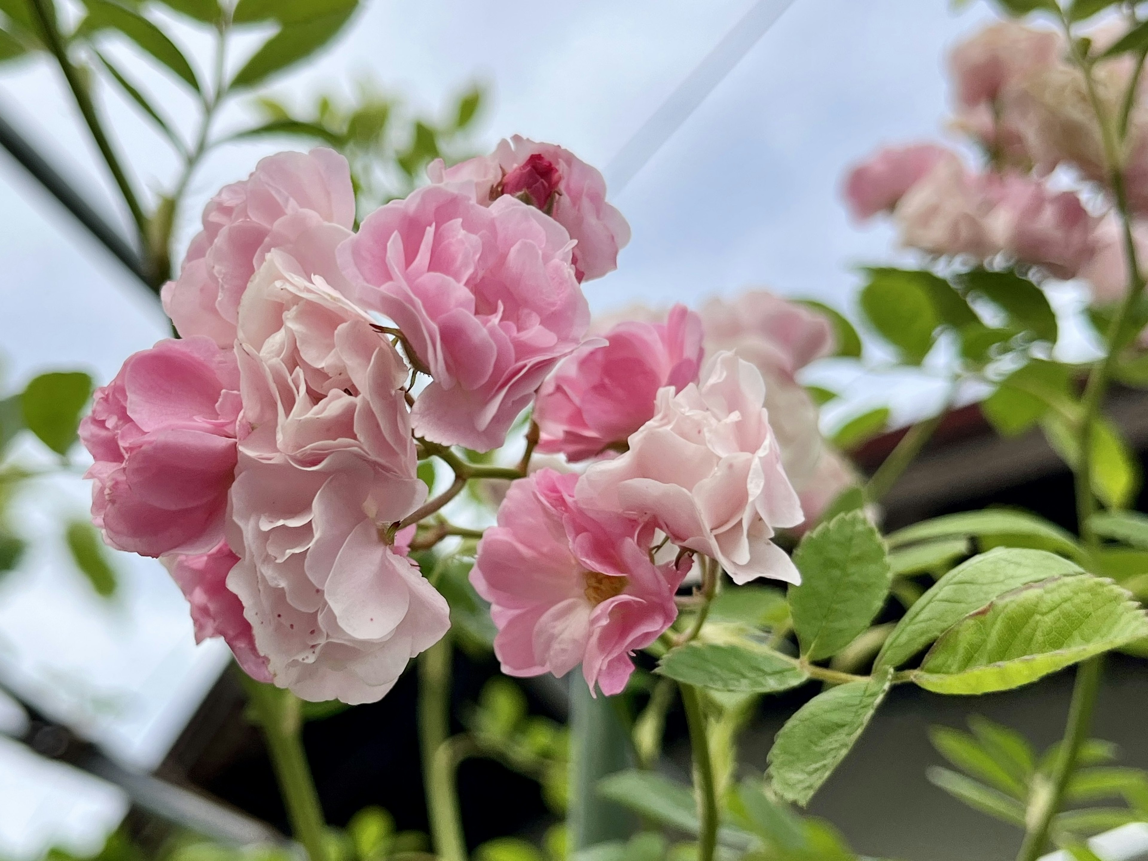 Primer plano de flores rosas que florecen en una planta