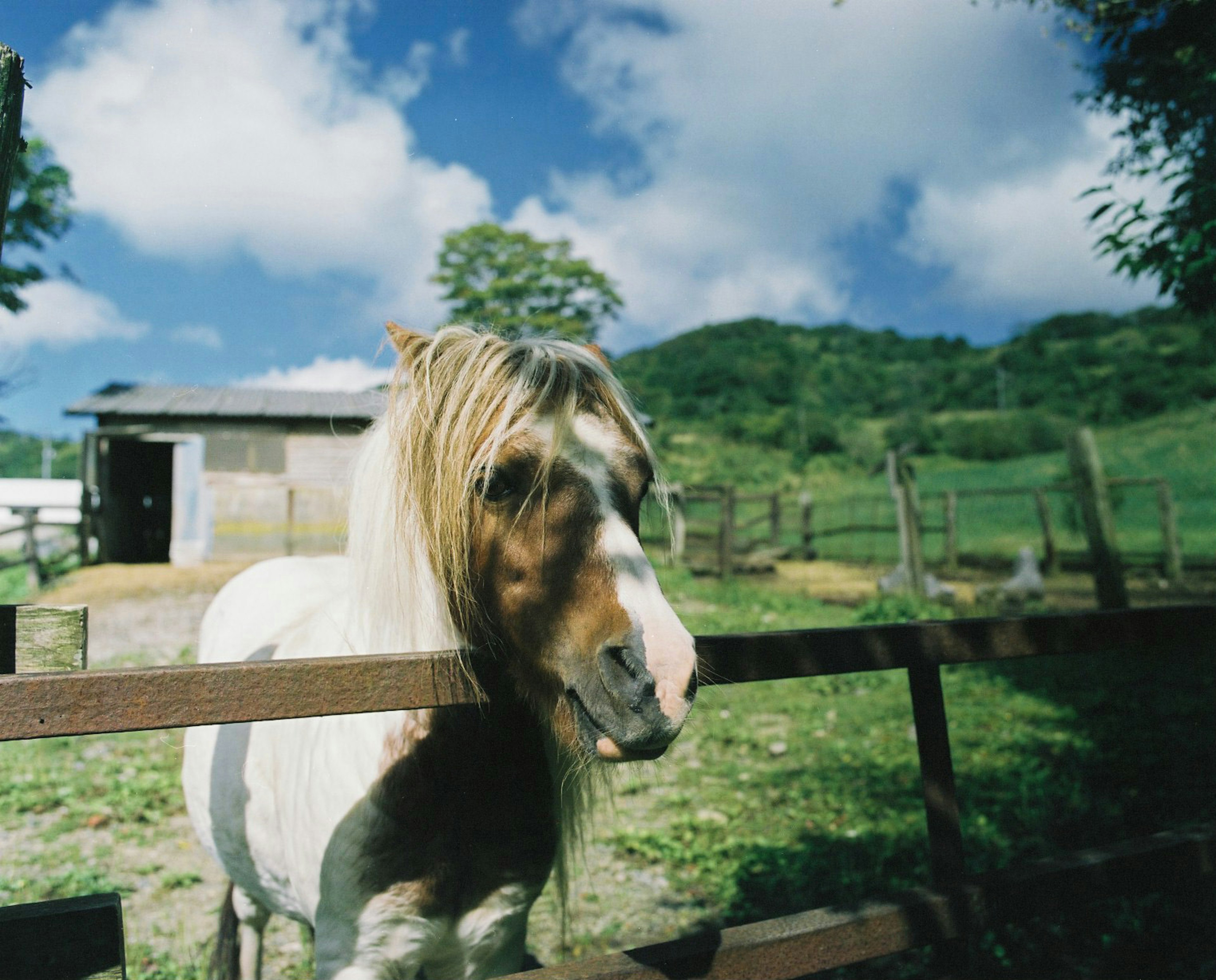 Cheval regardant par-dessus une clôture avec des collines vertes et un ciel bleu