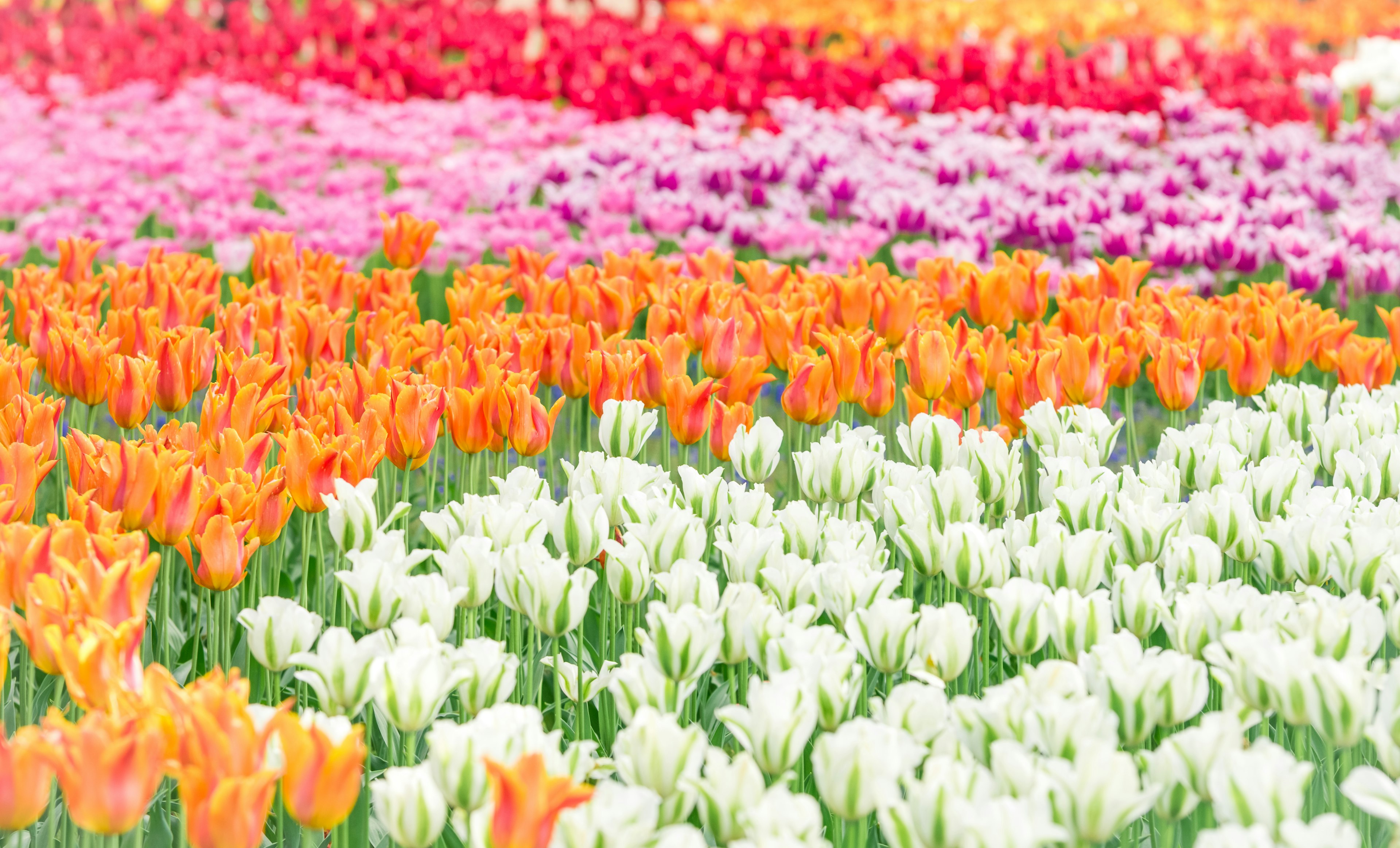 Campo de tulipanes vibrantes con flores naranjas, rosas y blancas