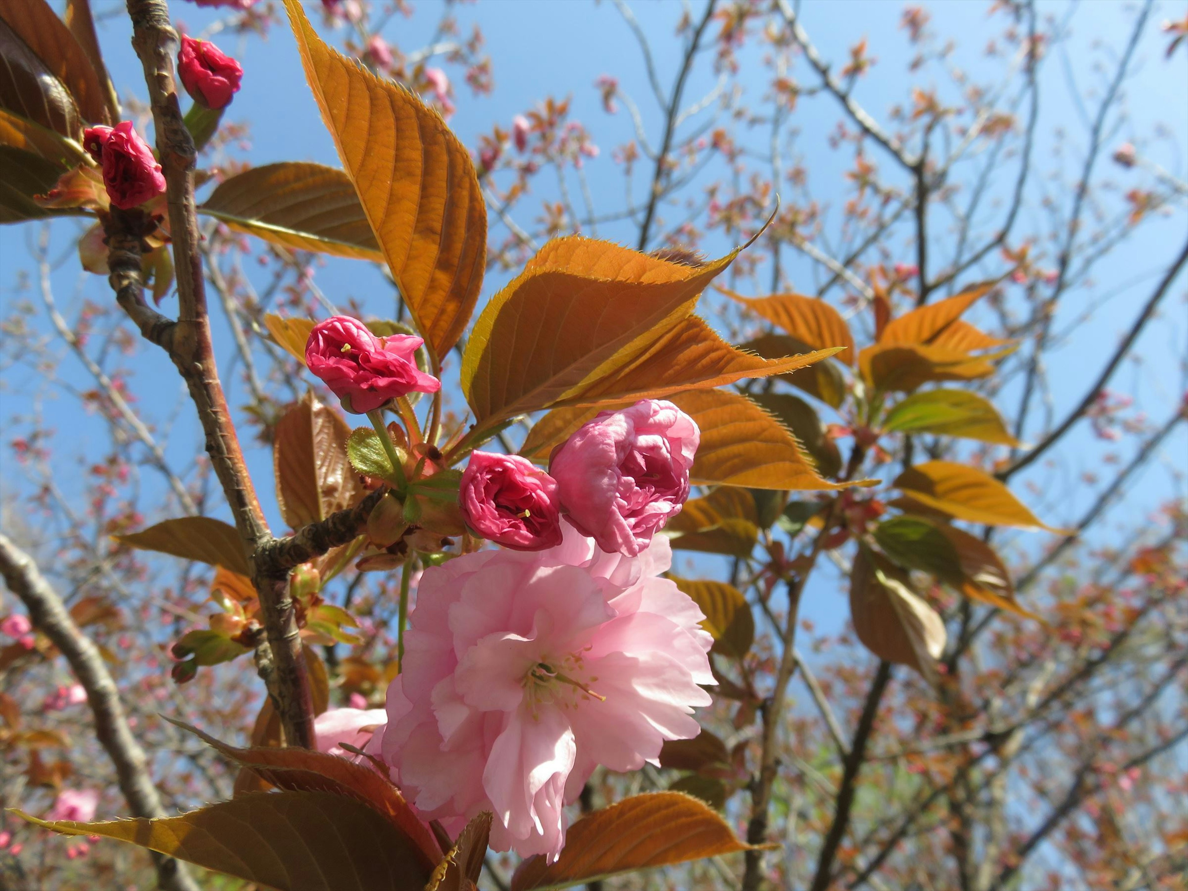 Kirschblüten und frische grüne Blätter blühend unter blauem Himmel