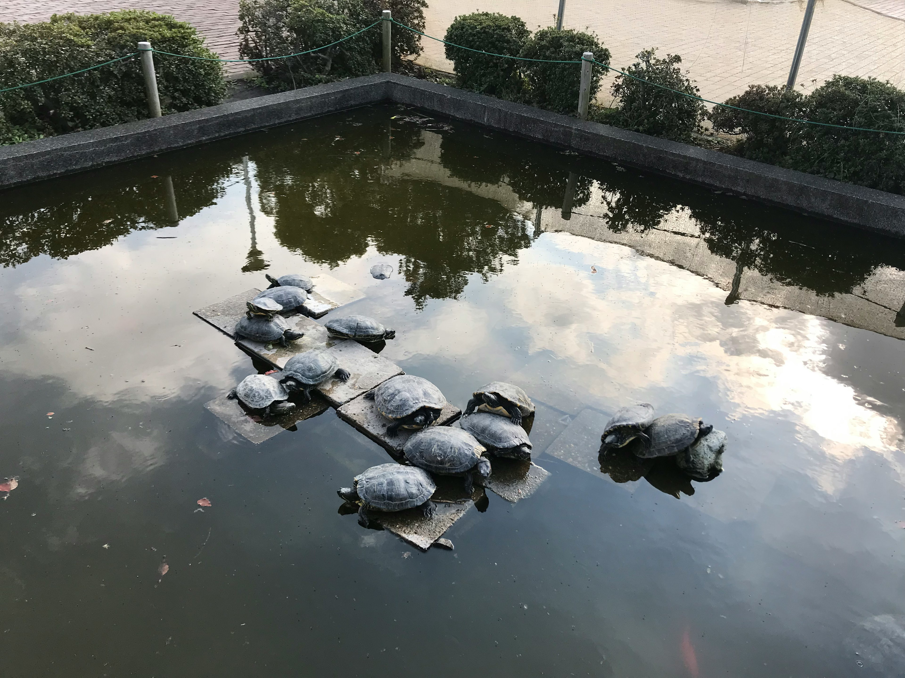 Schildkröten, die sich auf einer Holzplattform in einem Teich sonnen und den Himmel reflektieren