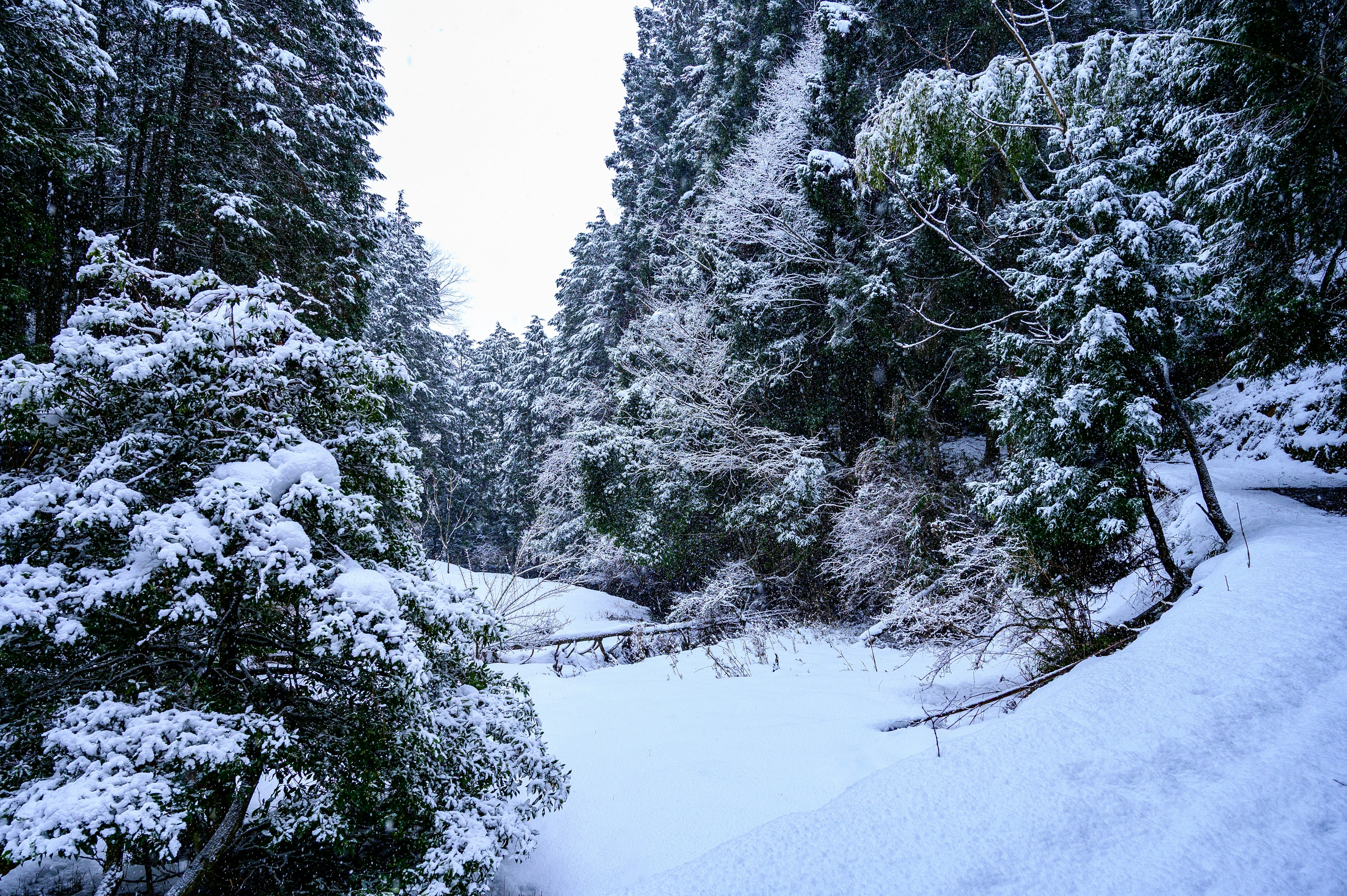 Schneebedeckter Waldweg mit Bäumen und Winterlandschaft