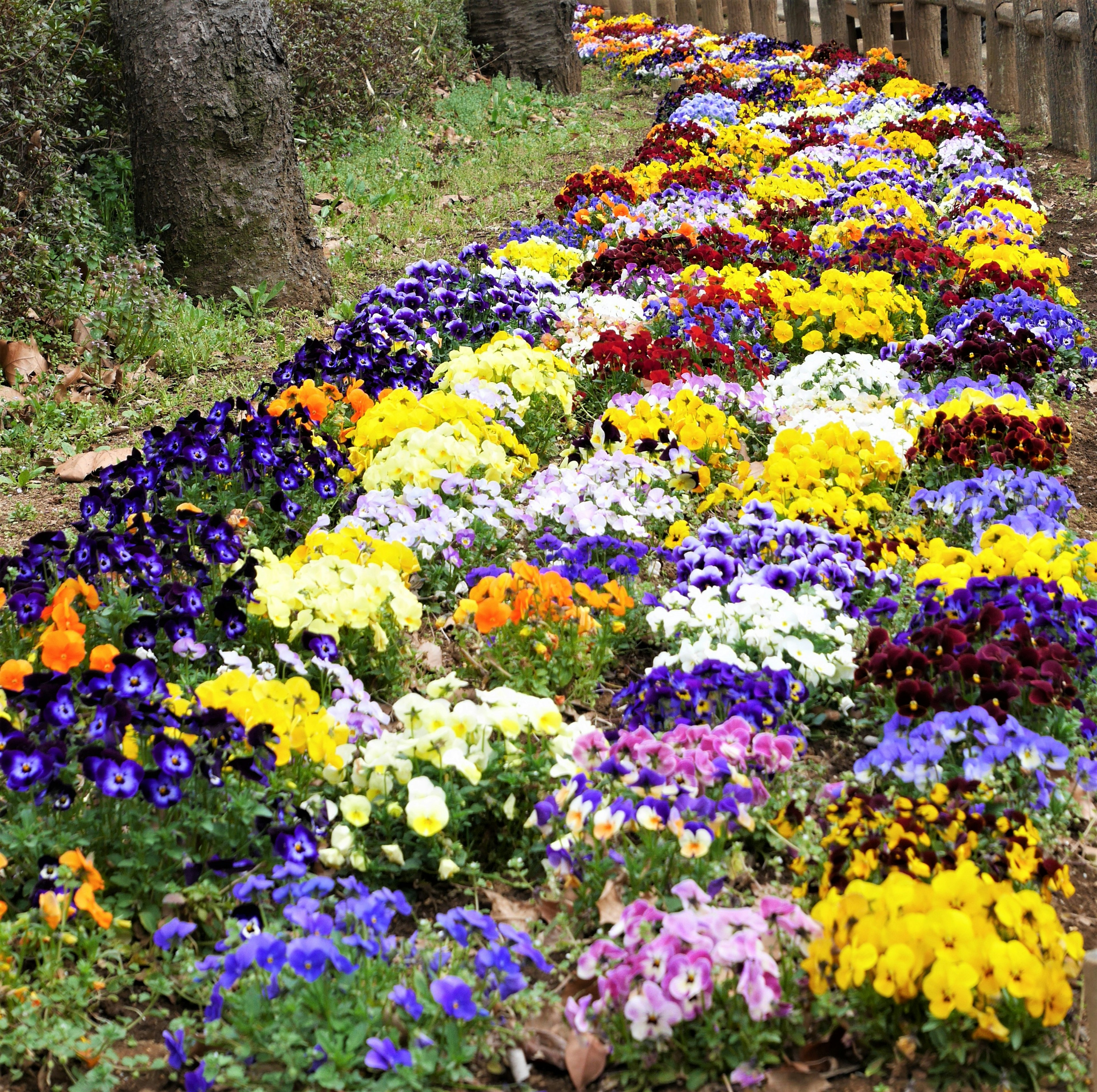 Un magnifique parterre de fleurs avec une variété de fleurs colorées