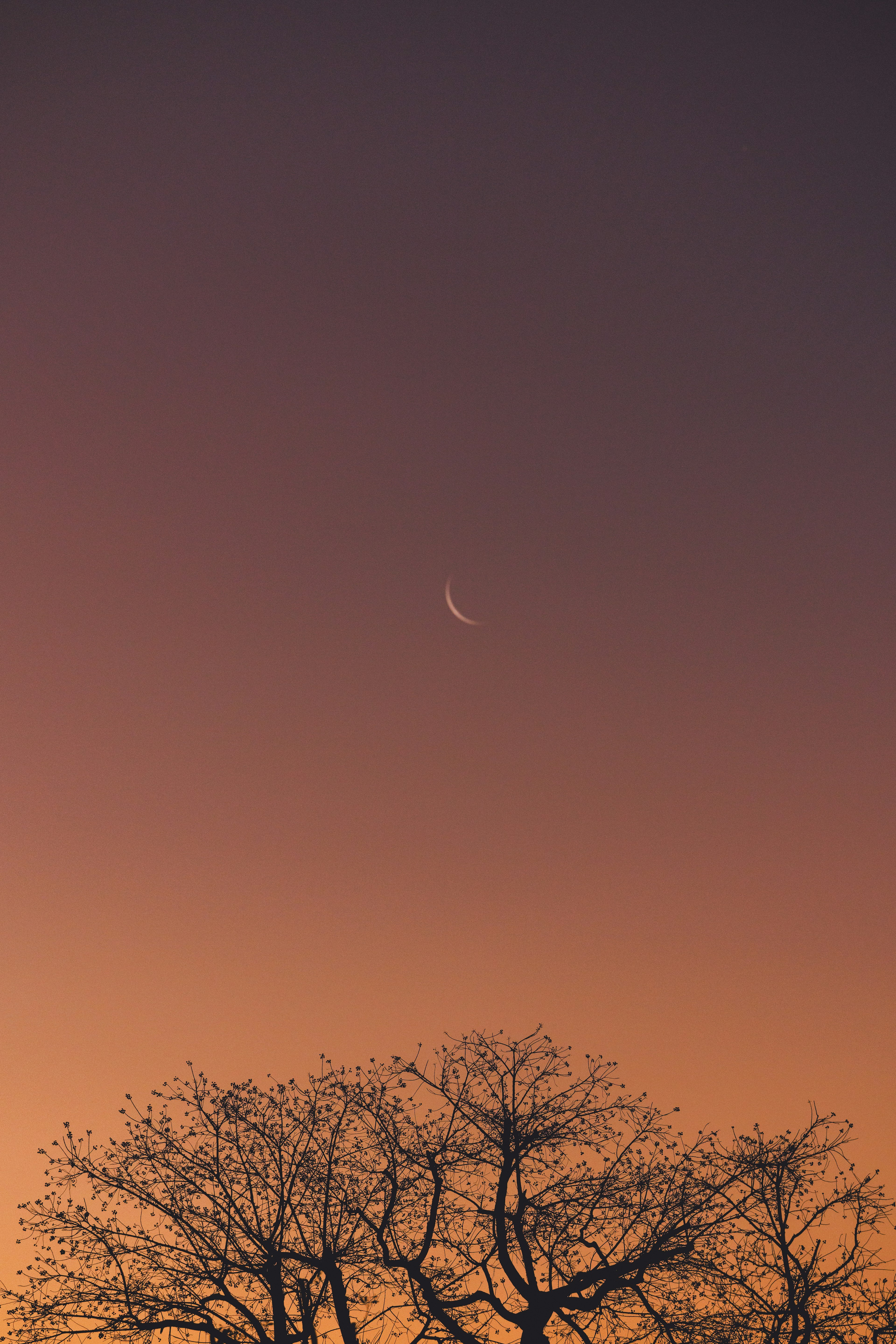 Silhouette d'un arbre nu contre un ciel de coucher de soleil avec une lune croissante