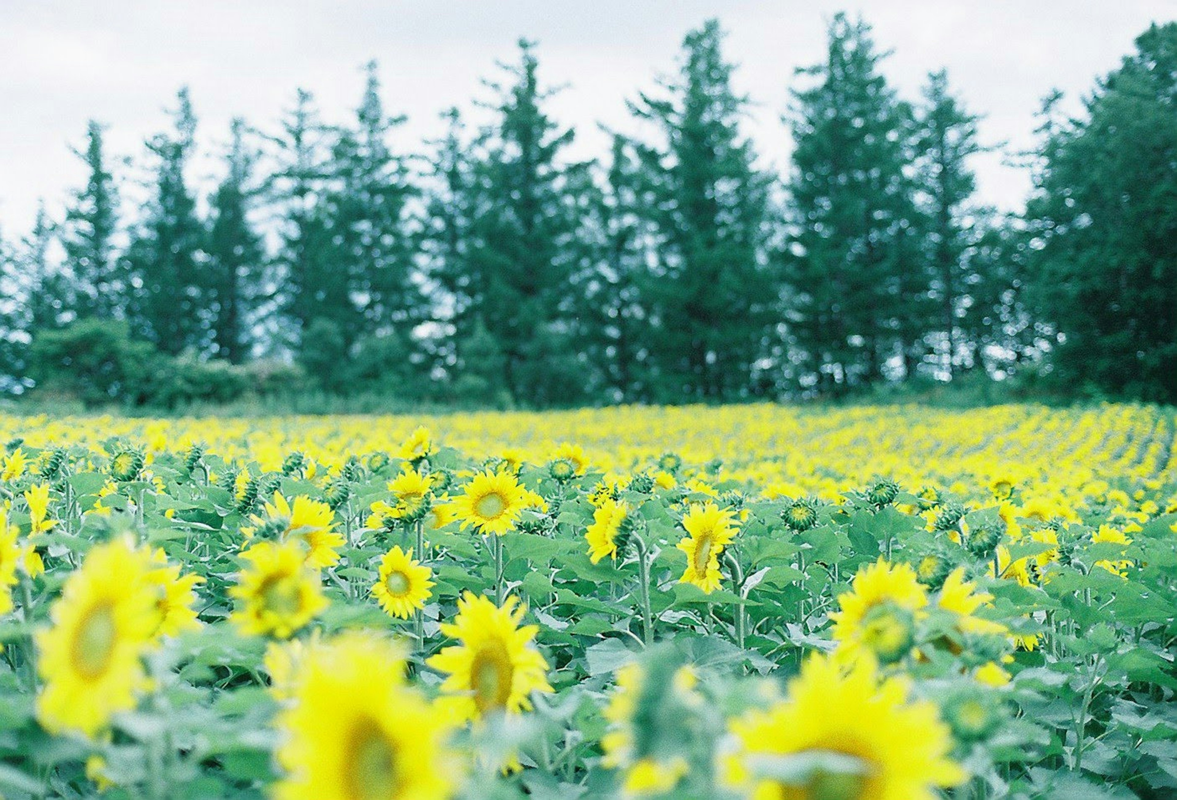 Ladang bunga matahari dengan pohon hijau di latar belakang