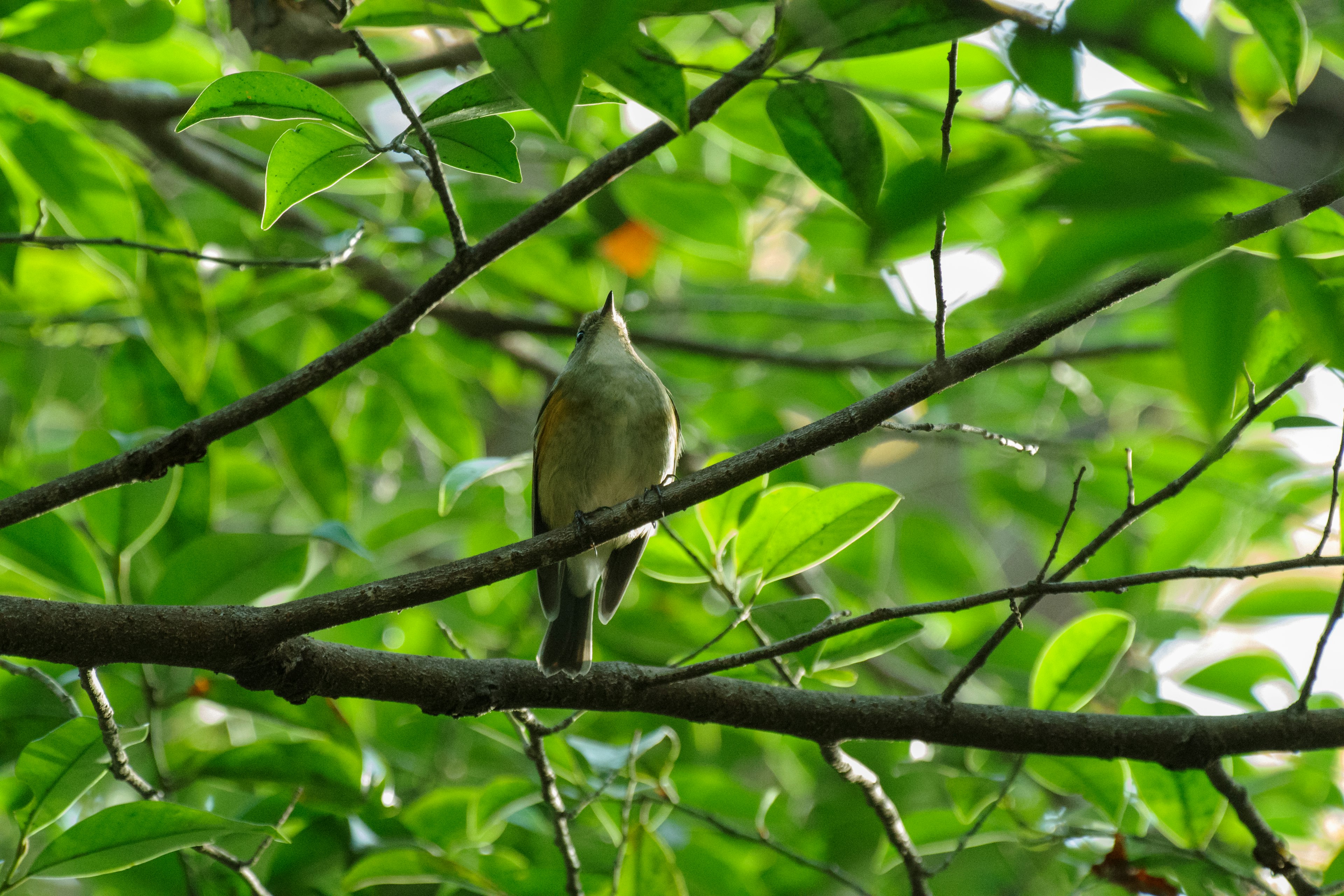 Un piccolo uccello appollaiato tra foglie verdi vivaci