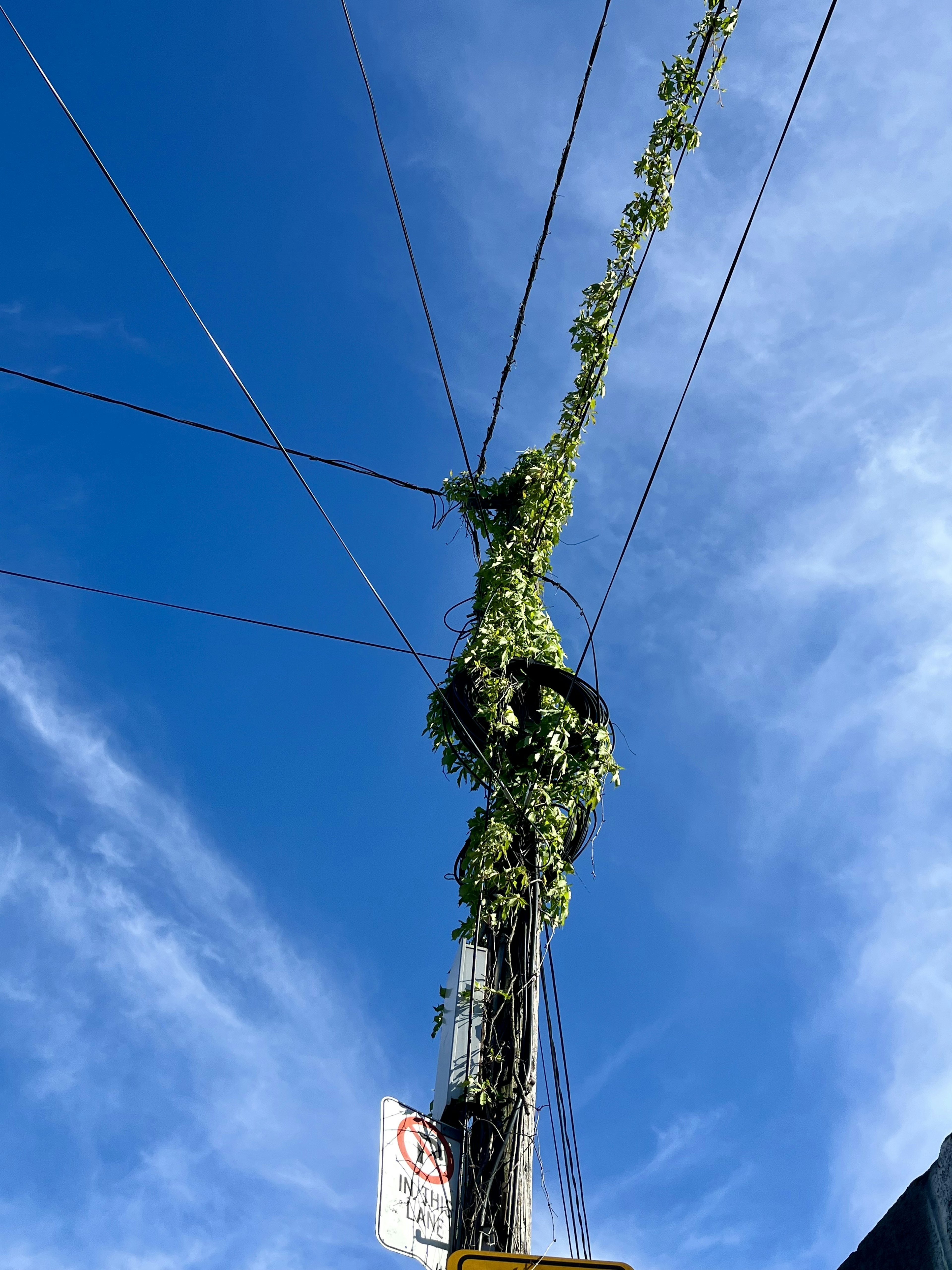 Una enredadera verde enrollada alrededor de un poste de luz bajo un cielo azul