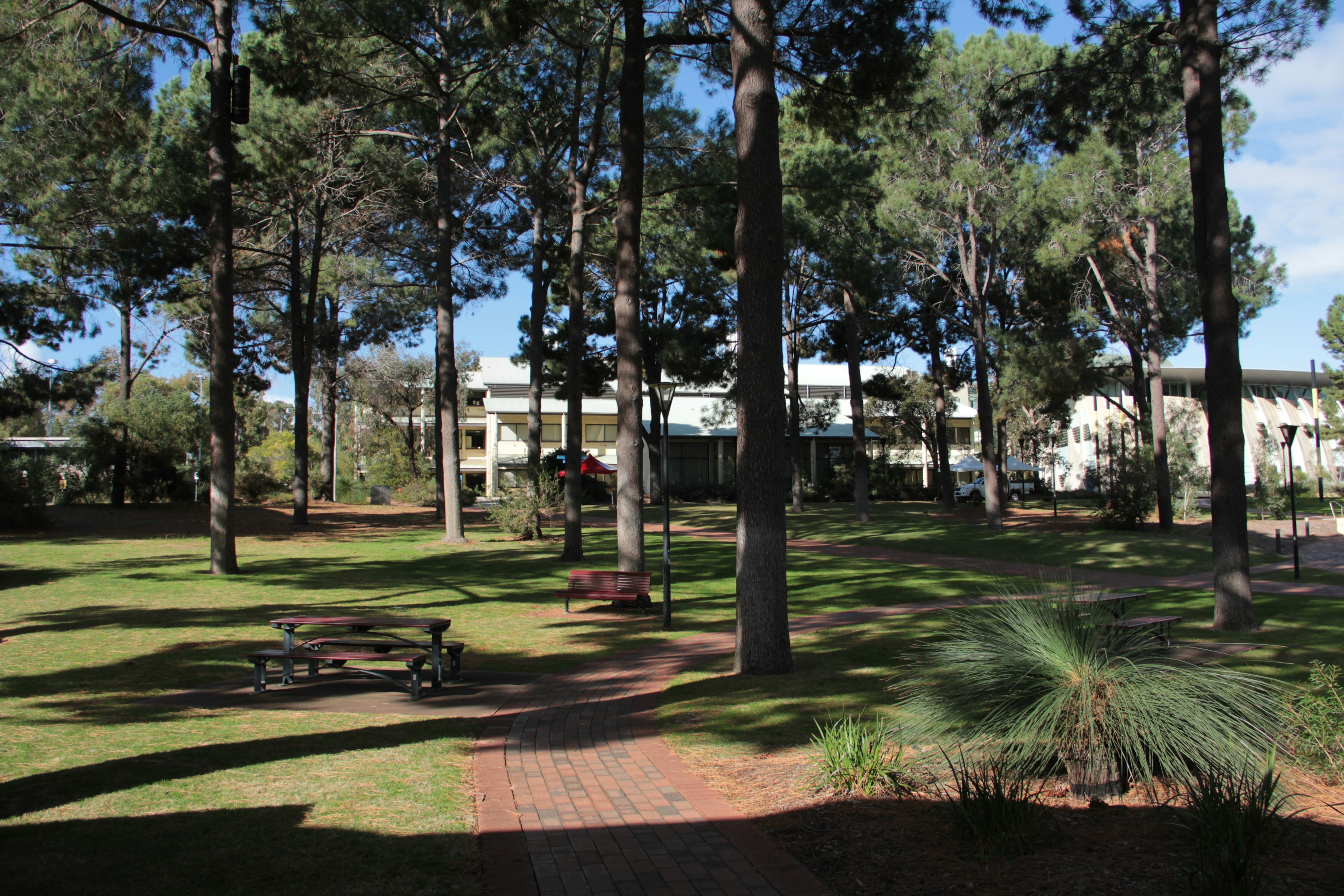 Spacious park landscape featuring tall trees and lush grass