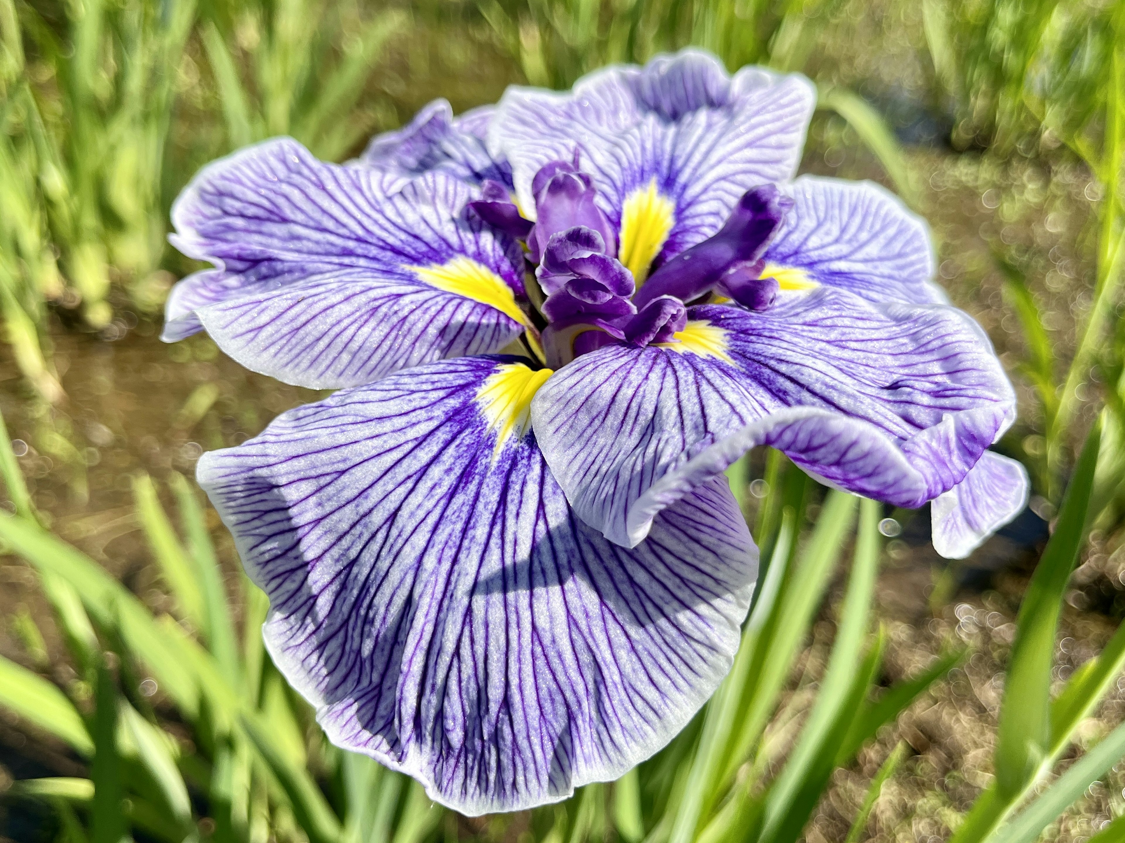 Iris flower with purple petals and yellow accents